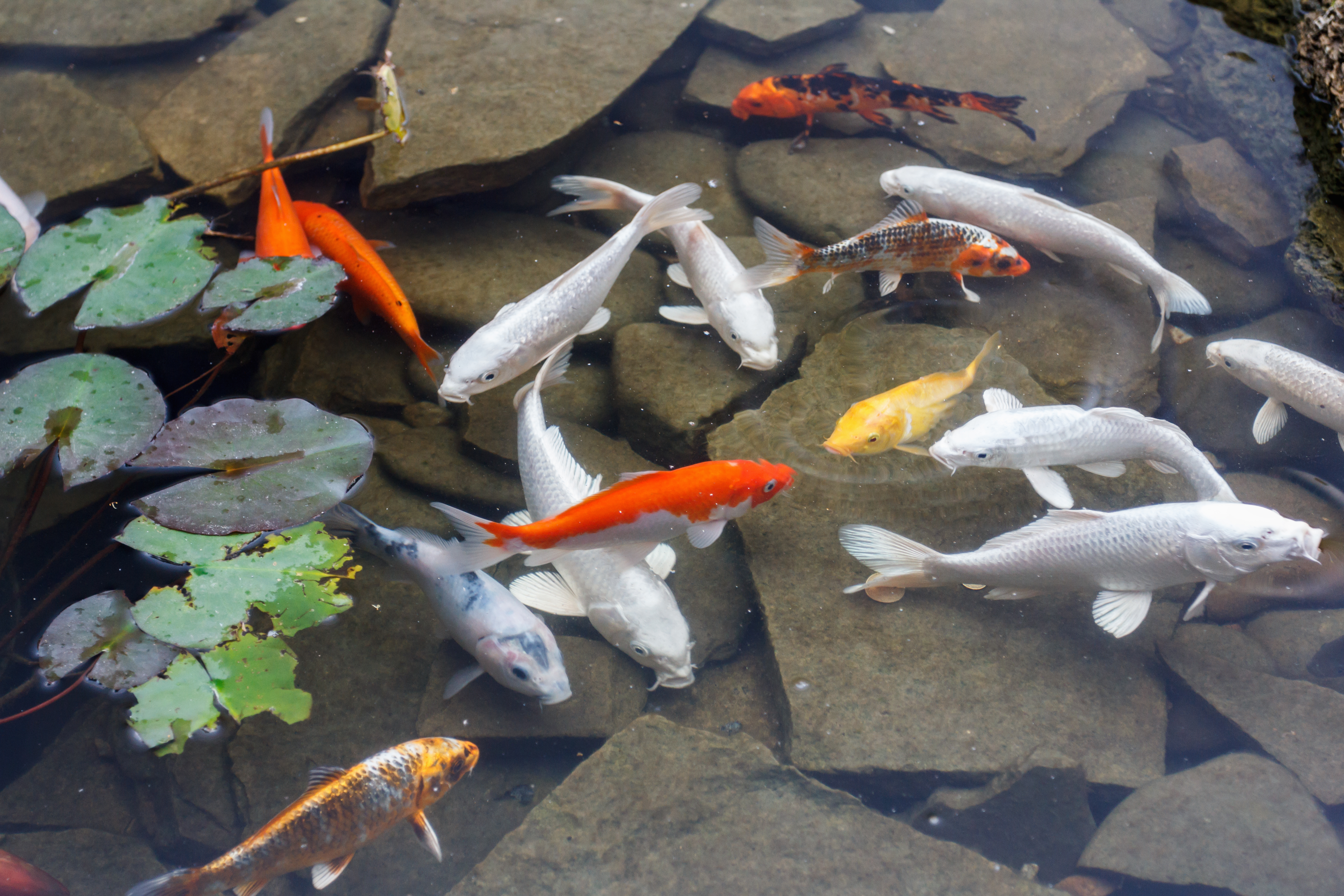 algae eater fish with goldfish