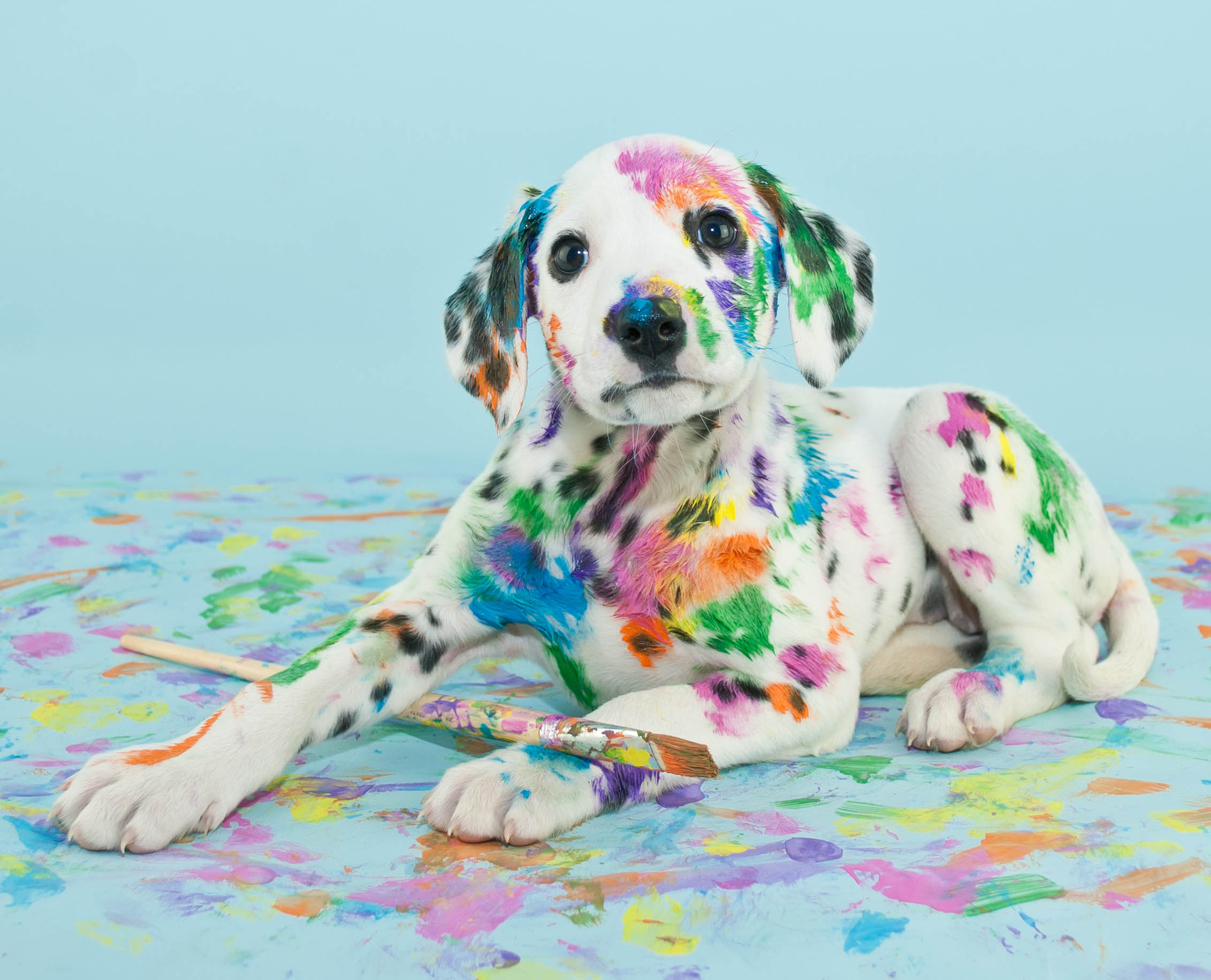 what paint is safe for dogs