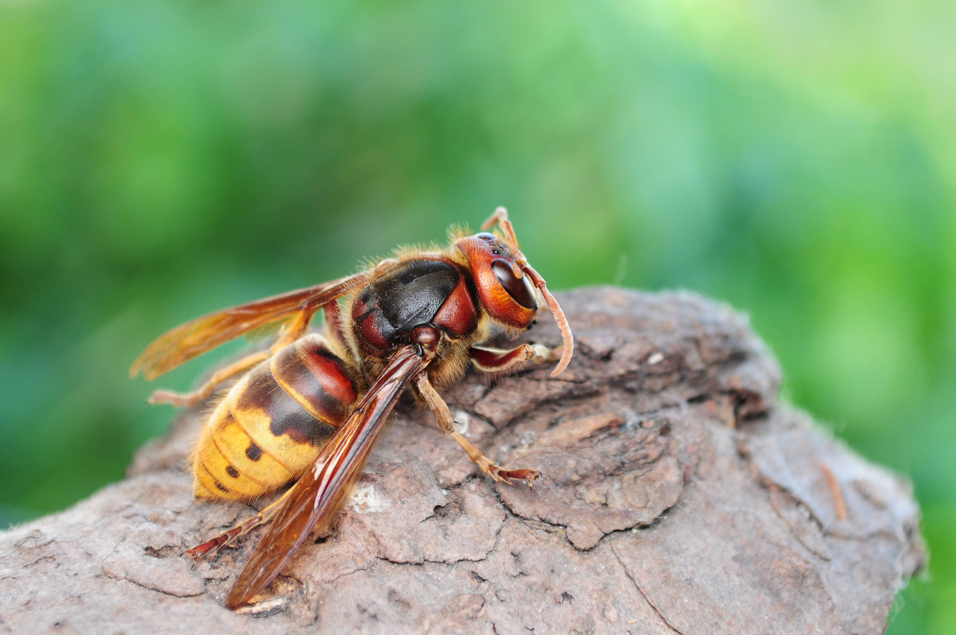 What Are Benefits Hornets?