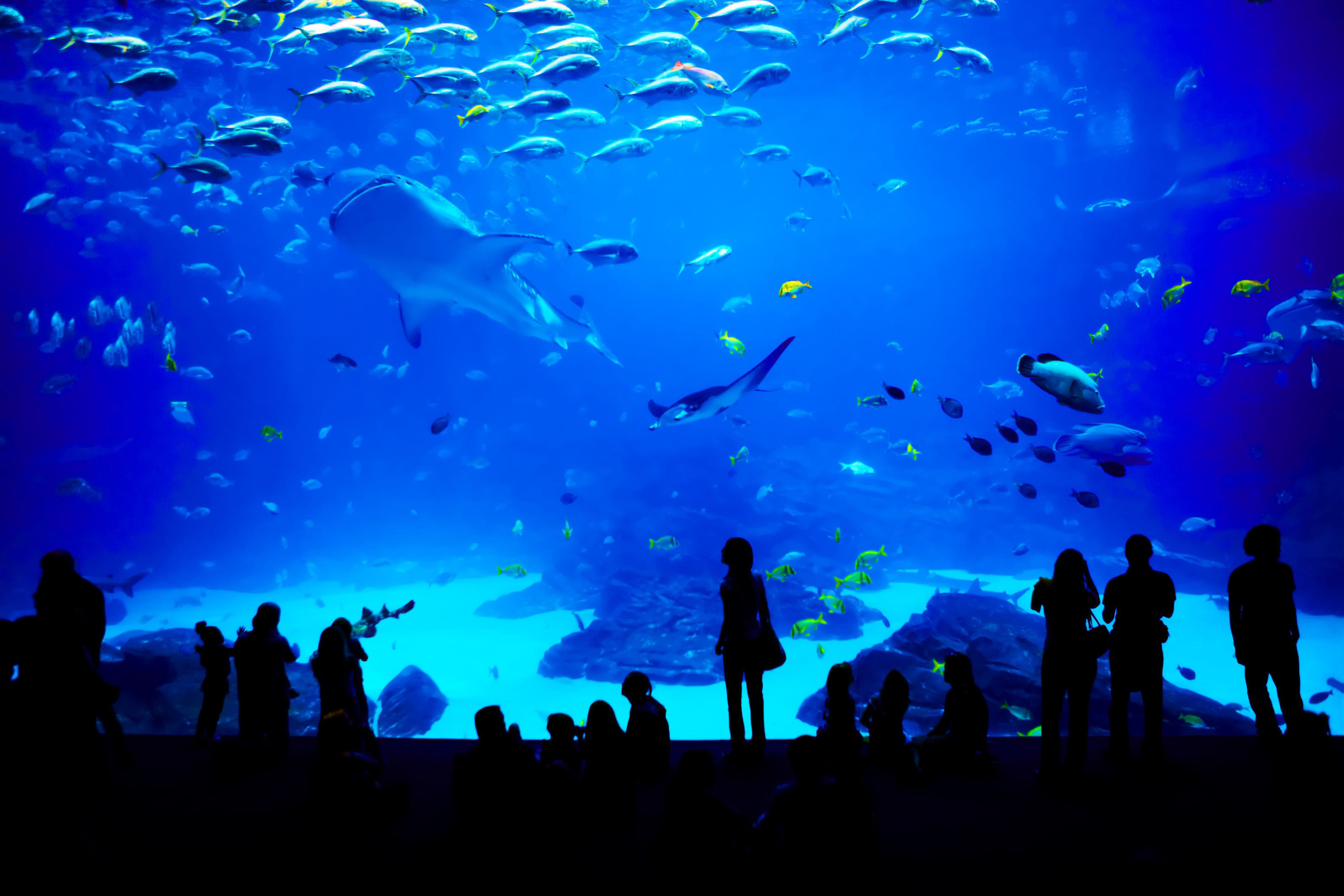 Top Five Aquariums in the U.S. USA Today