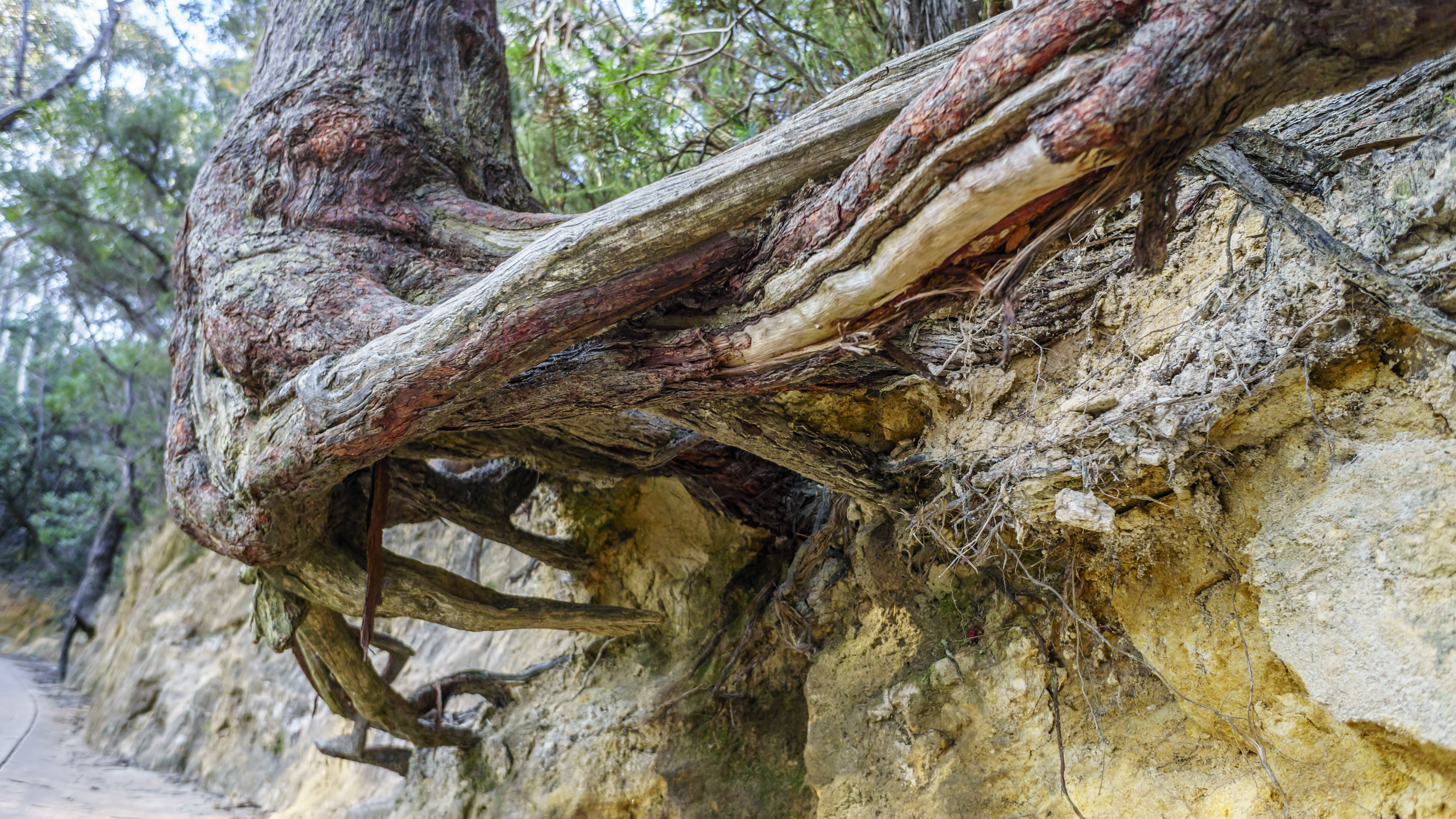 biological weathering of rocks