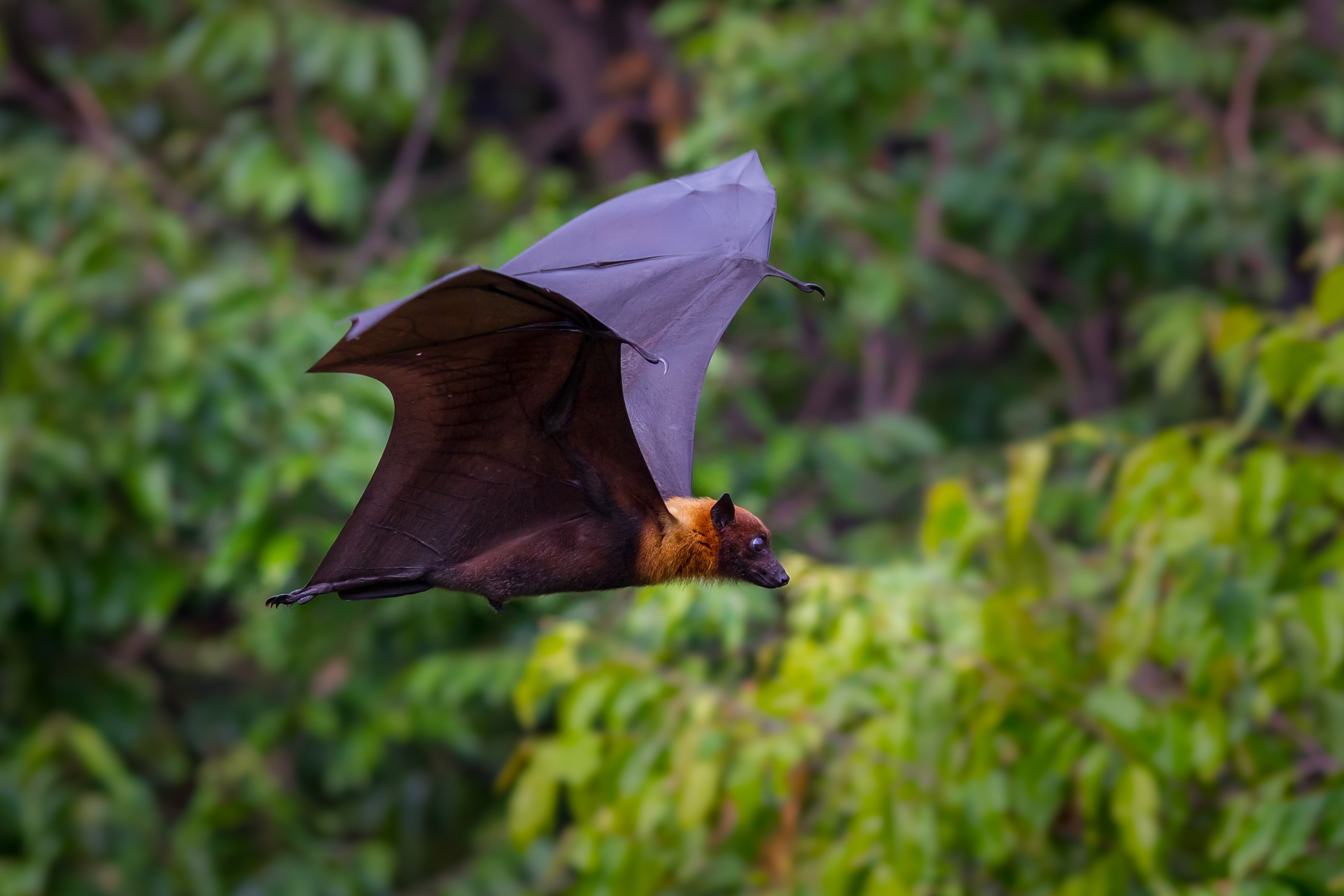 bat sonar waves