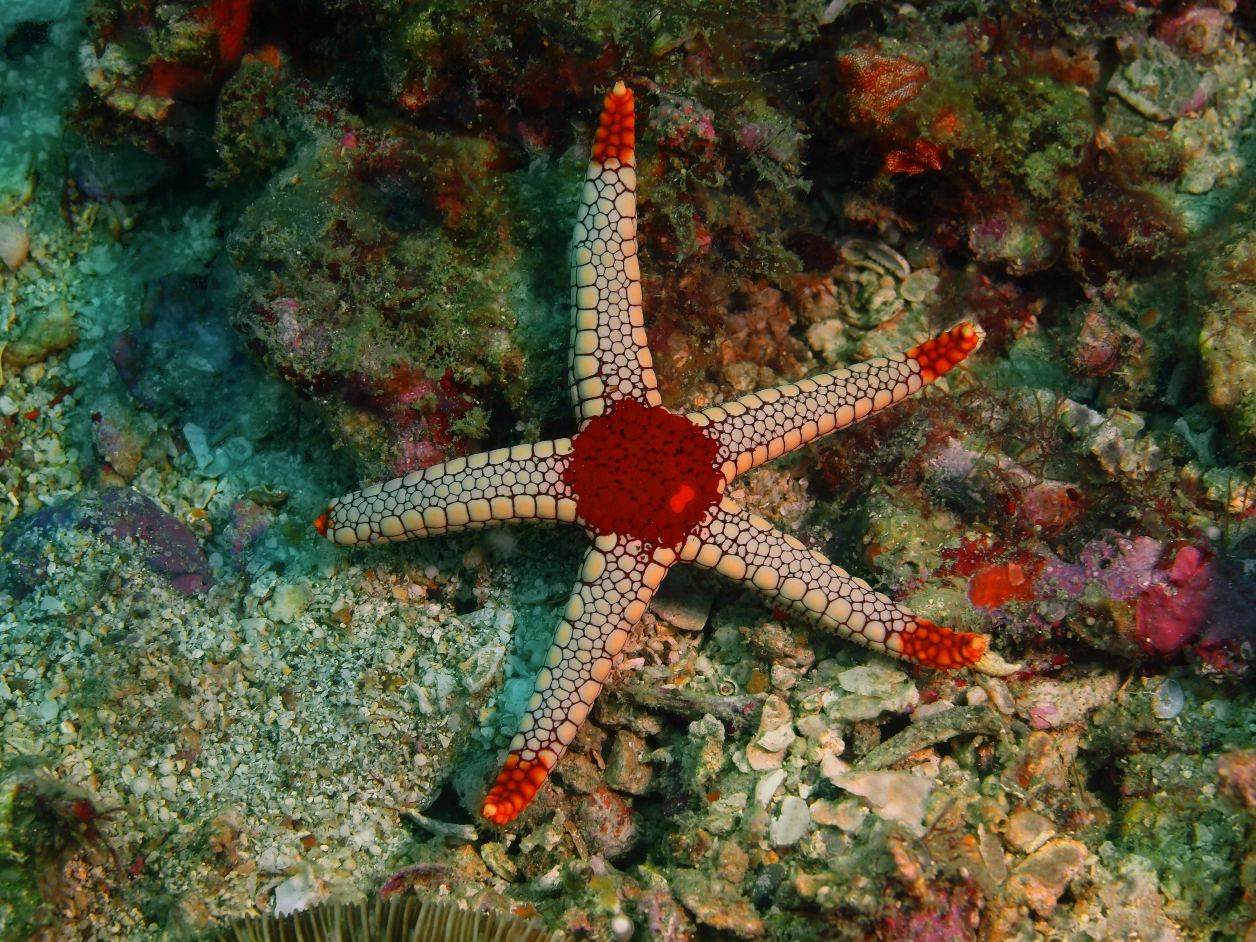 How Do Starfish Eat? - American Oceans