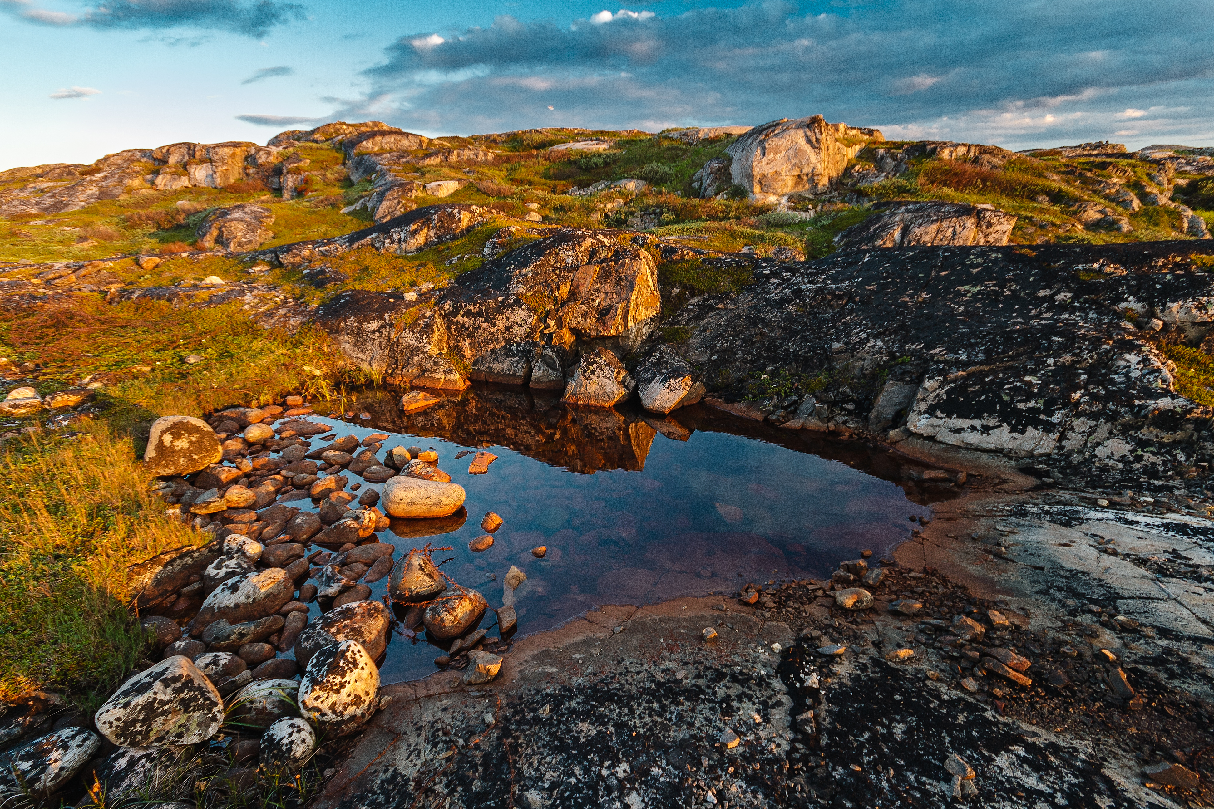 alpine tundra plants list