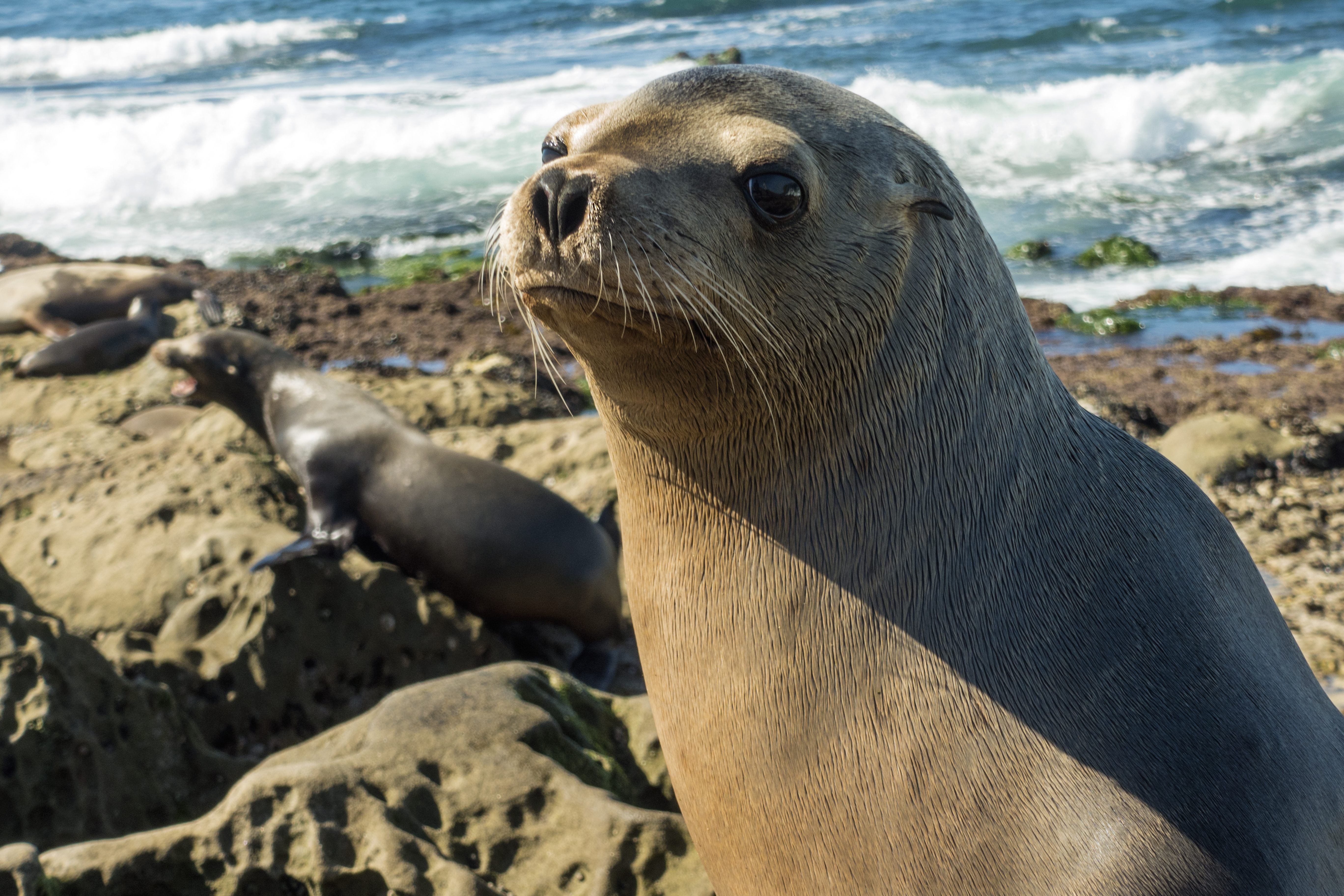 Where to See Seals in San Diego: La Jolla's Seal Rookery and Haul-Out  Places - Roads and Destinations