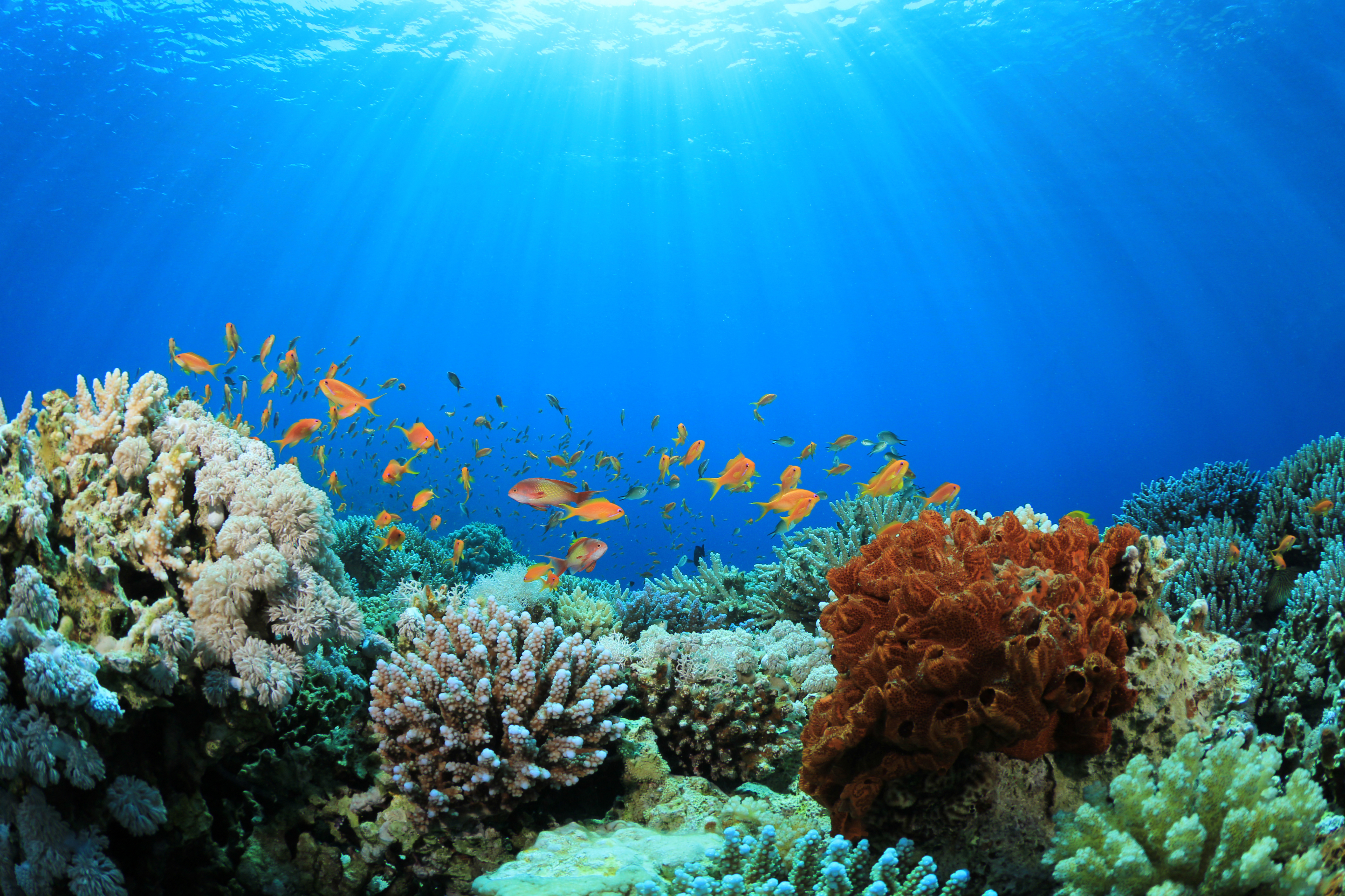 Coral Reefs of Brazil