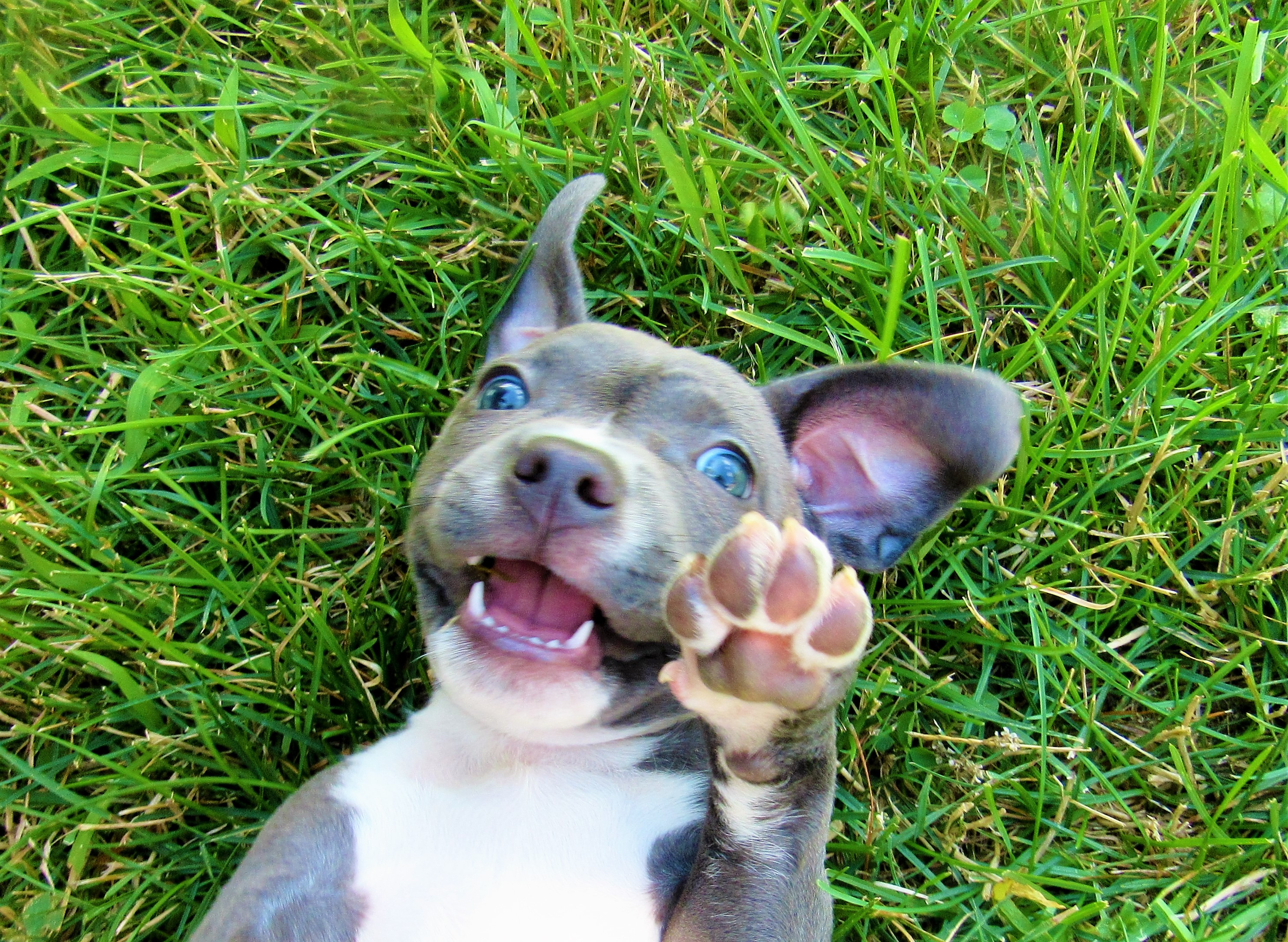 9 week old blue nose pitbull puppy