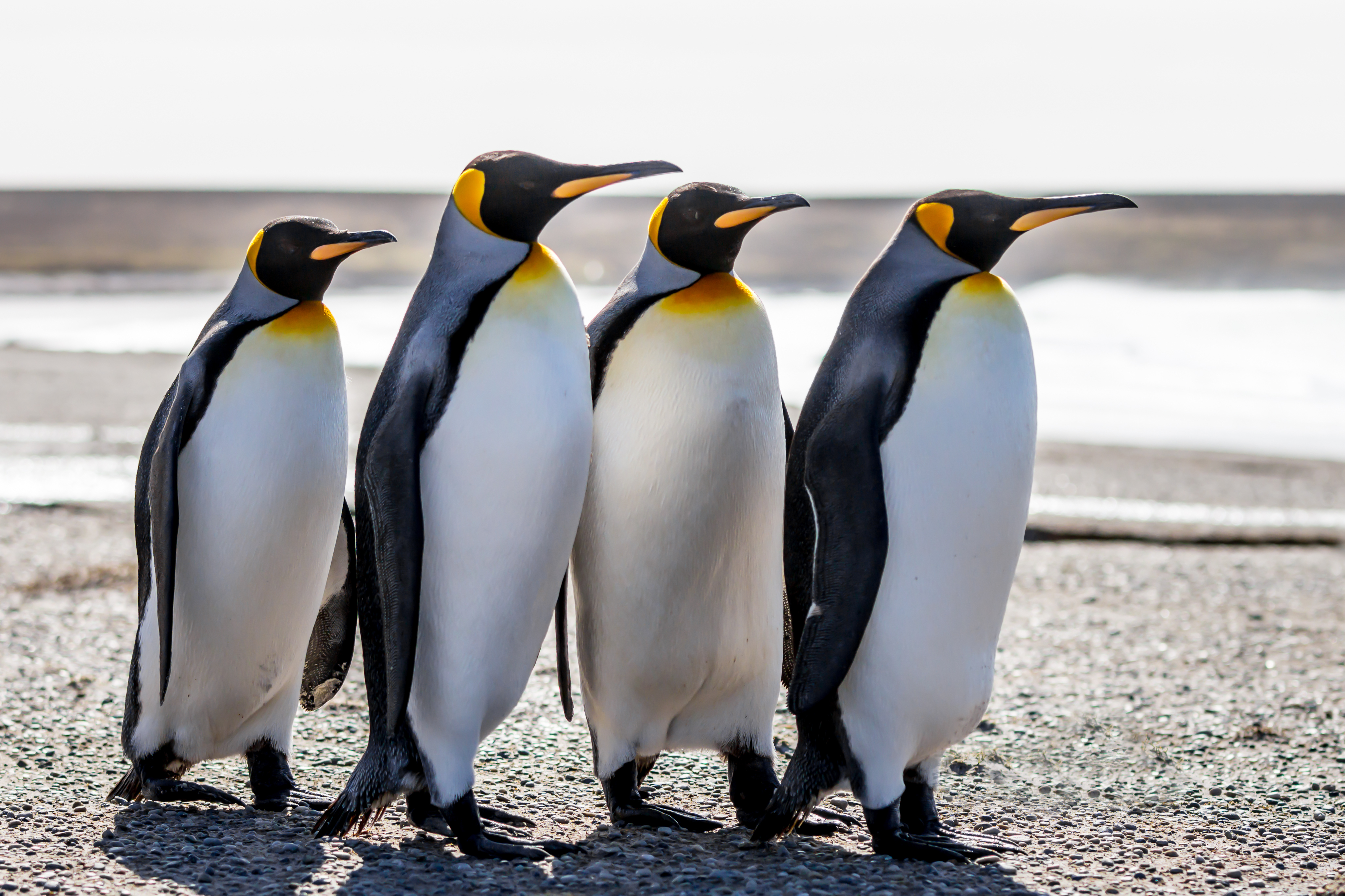 emperor penguins predators