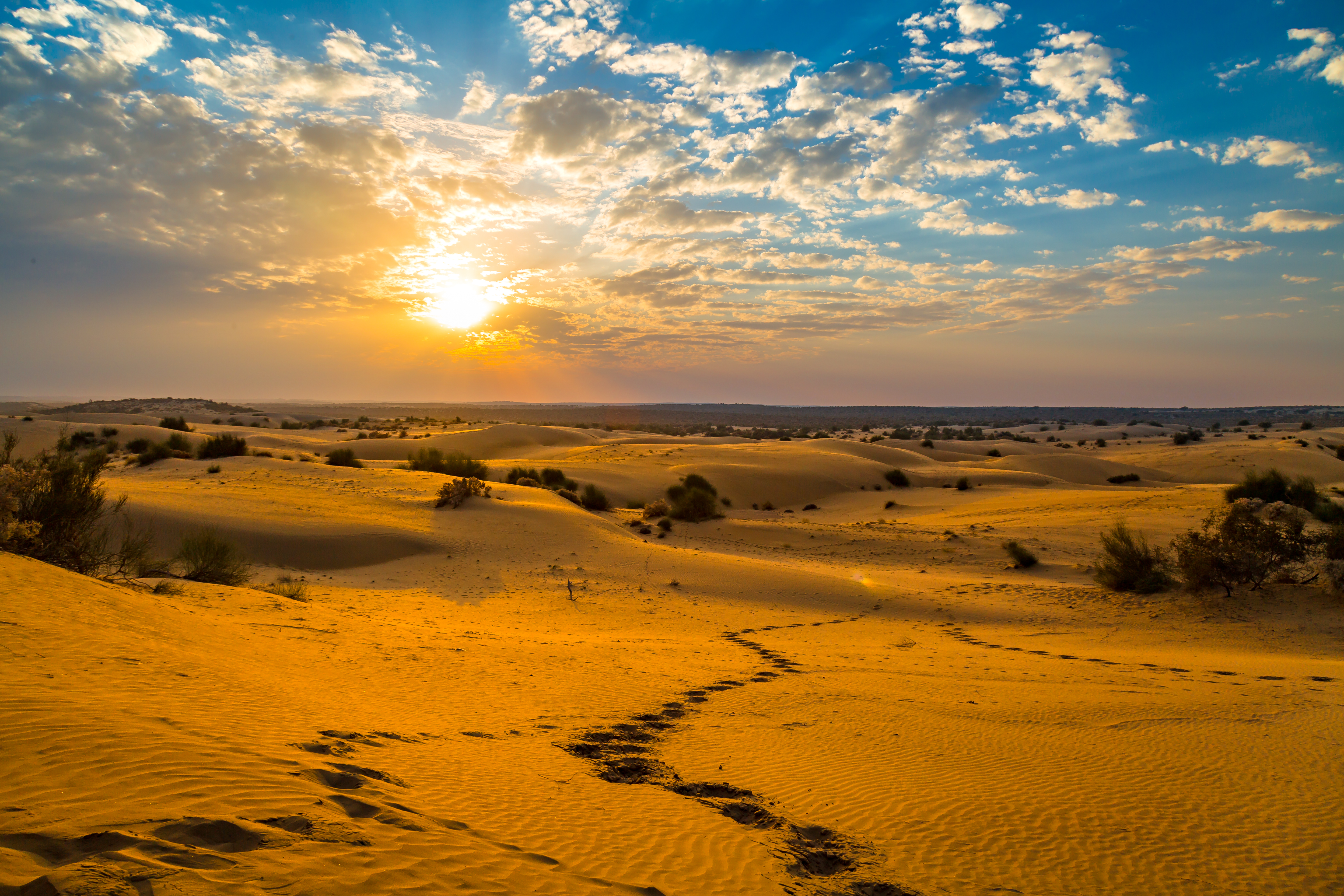 indian desert plants with names