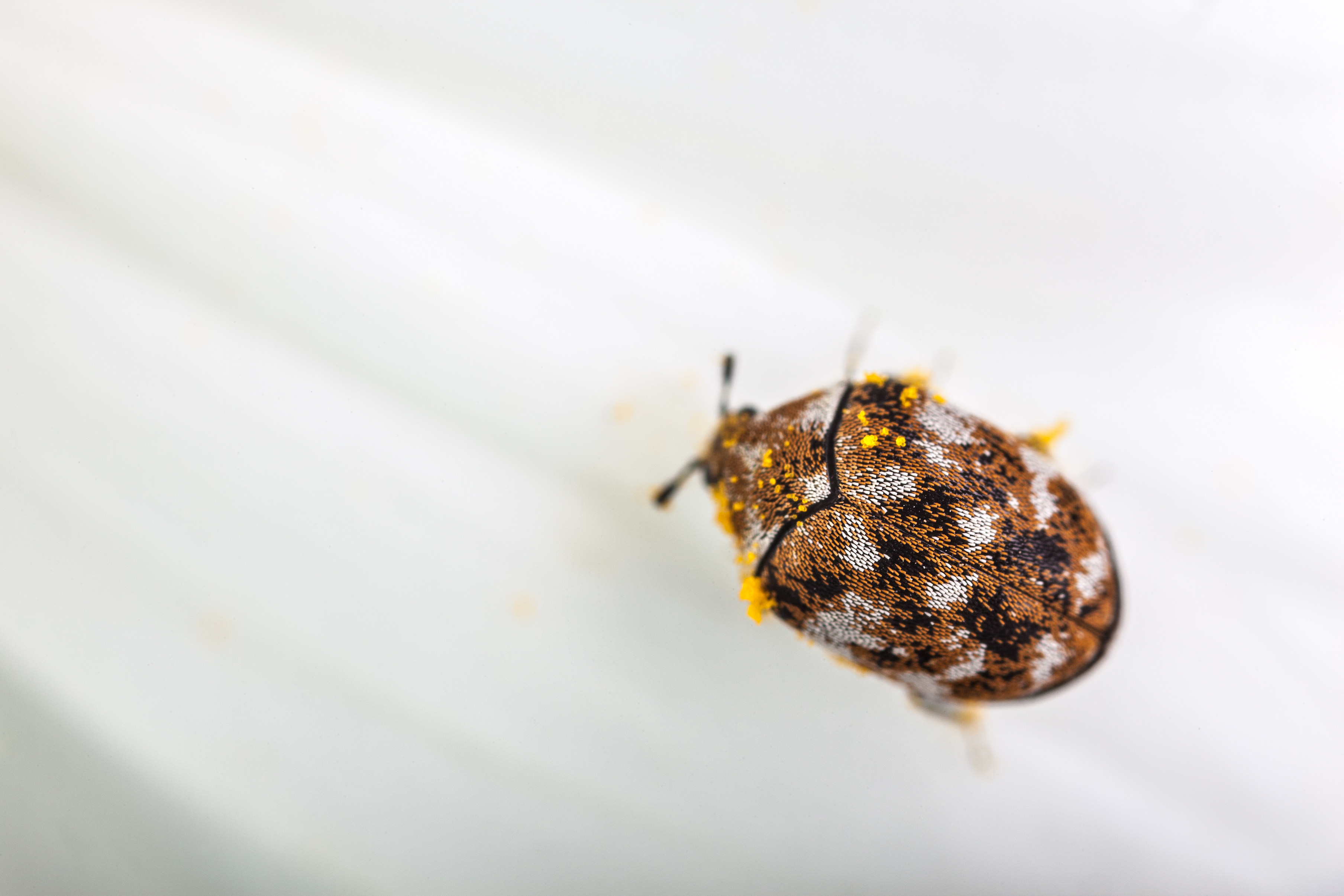 What Are Little Black Bugs With White Stripes Animals