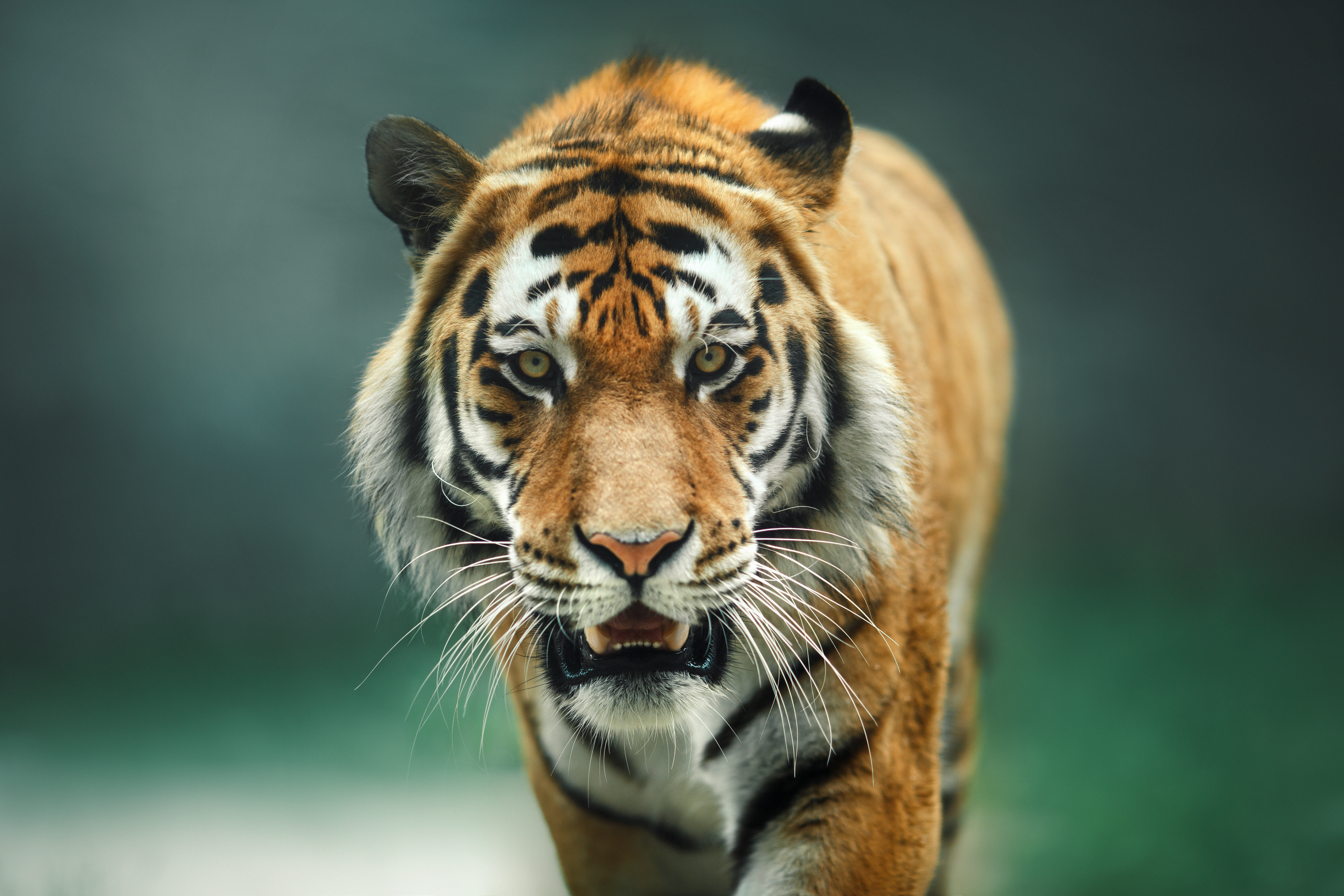 🔥 The insane size difference between a Tiger and a Tigress. This