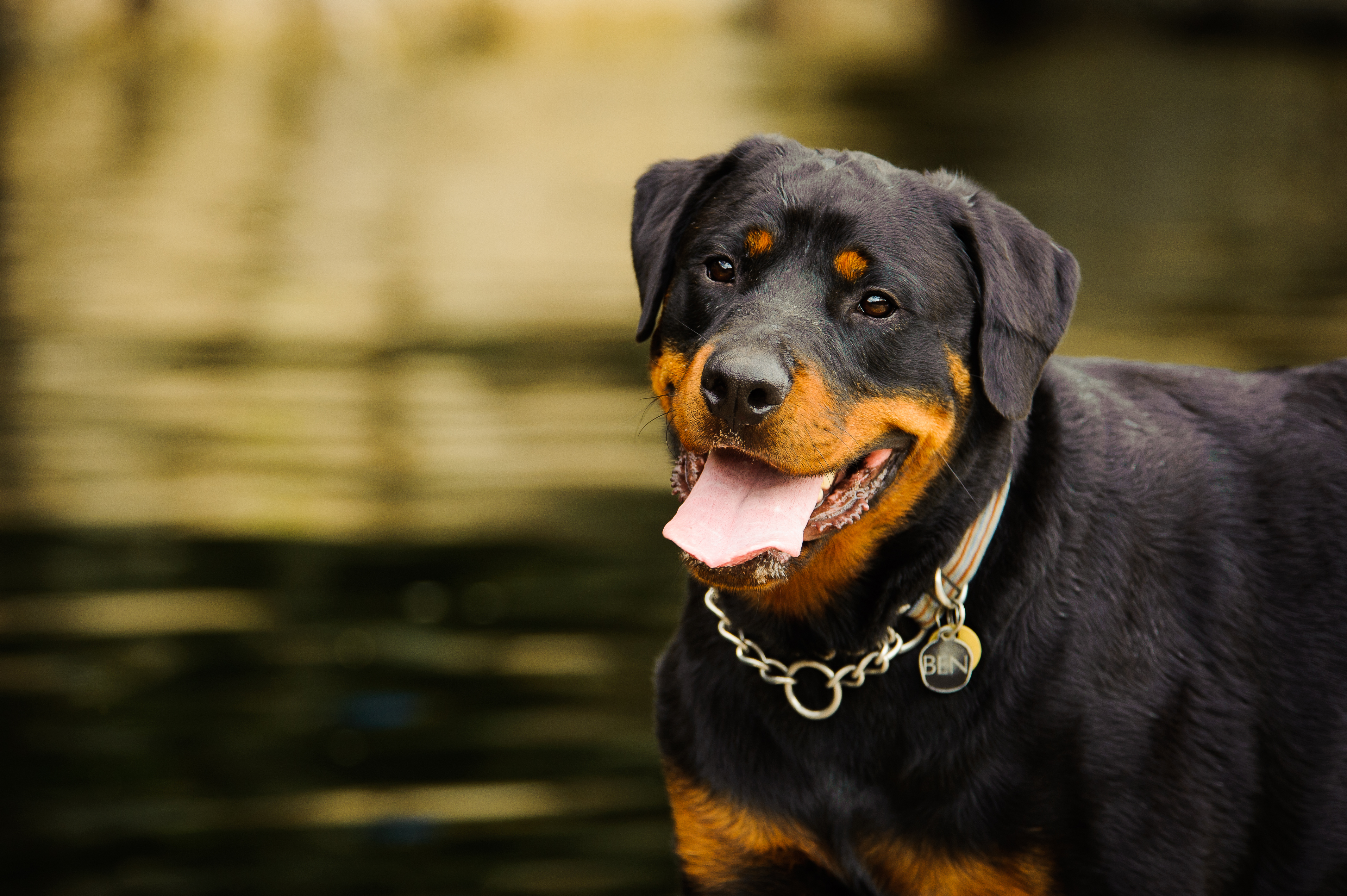 how much is a german rottweiler