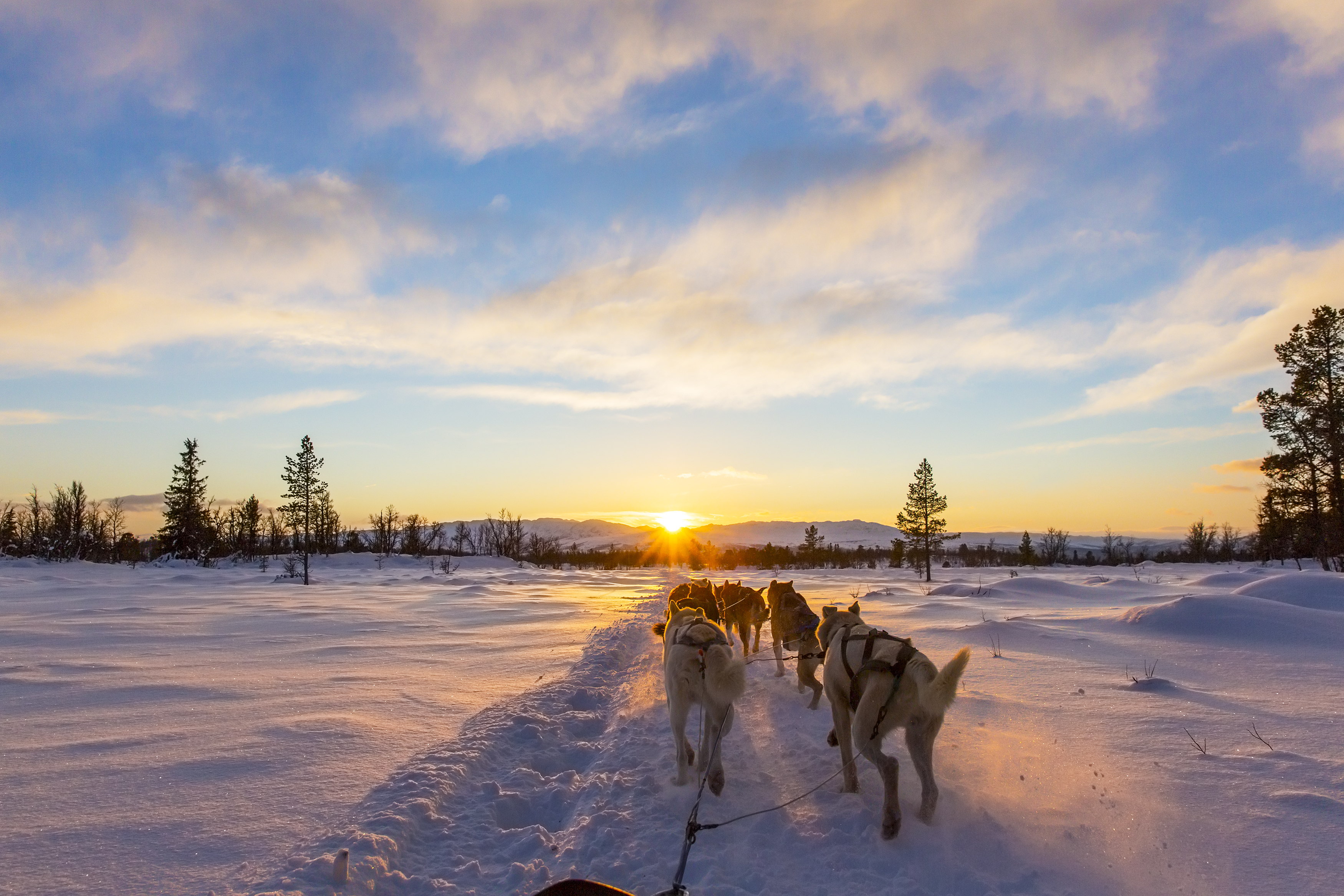 taiga landscape winter