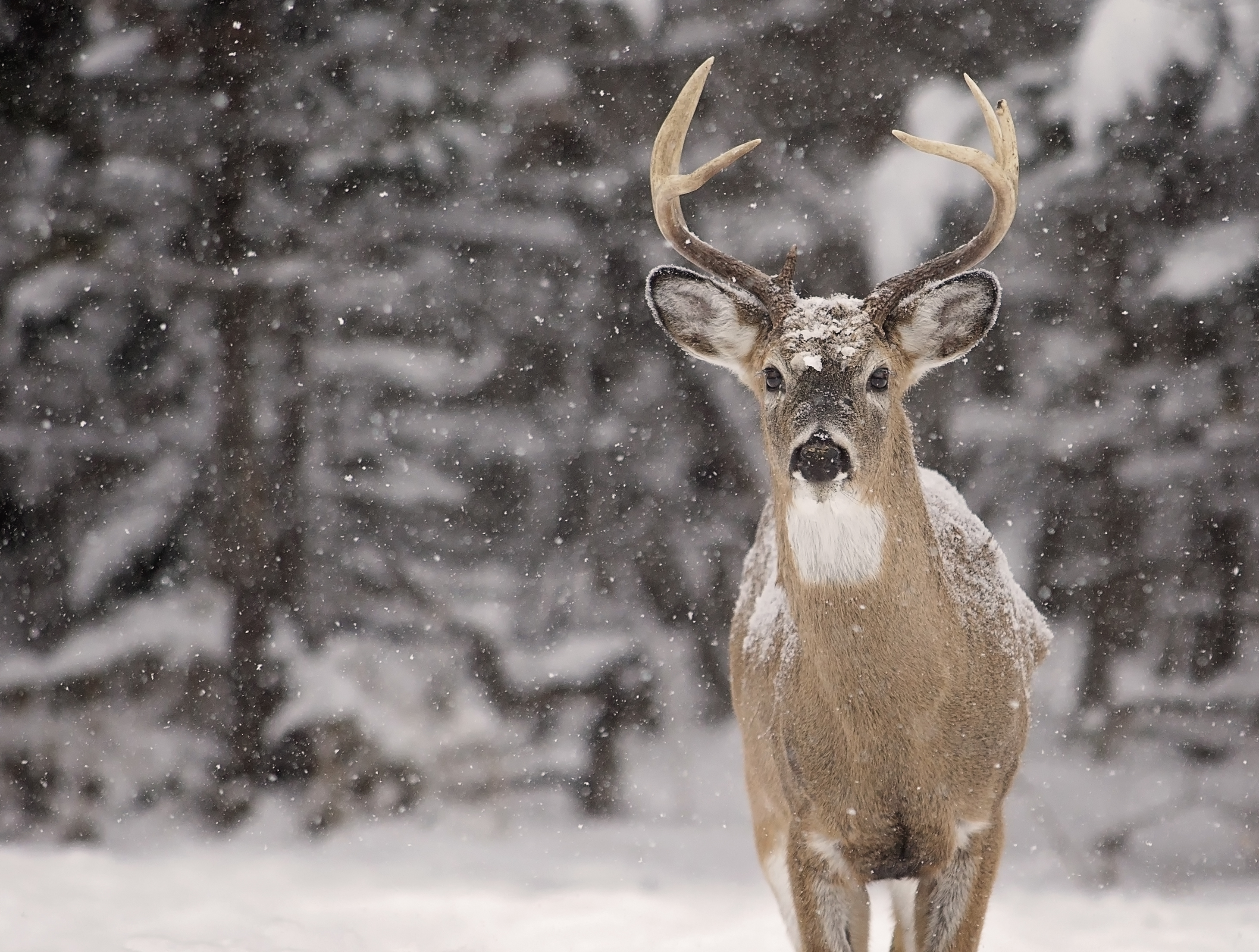 what do deer do in the winter