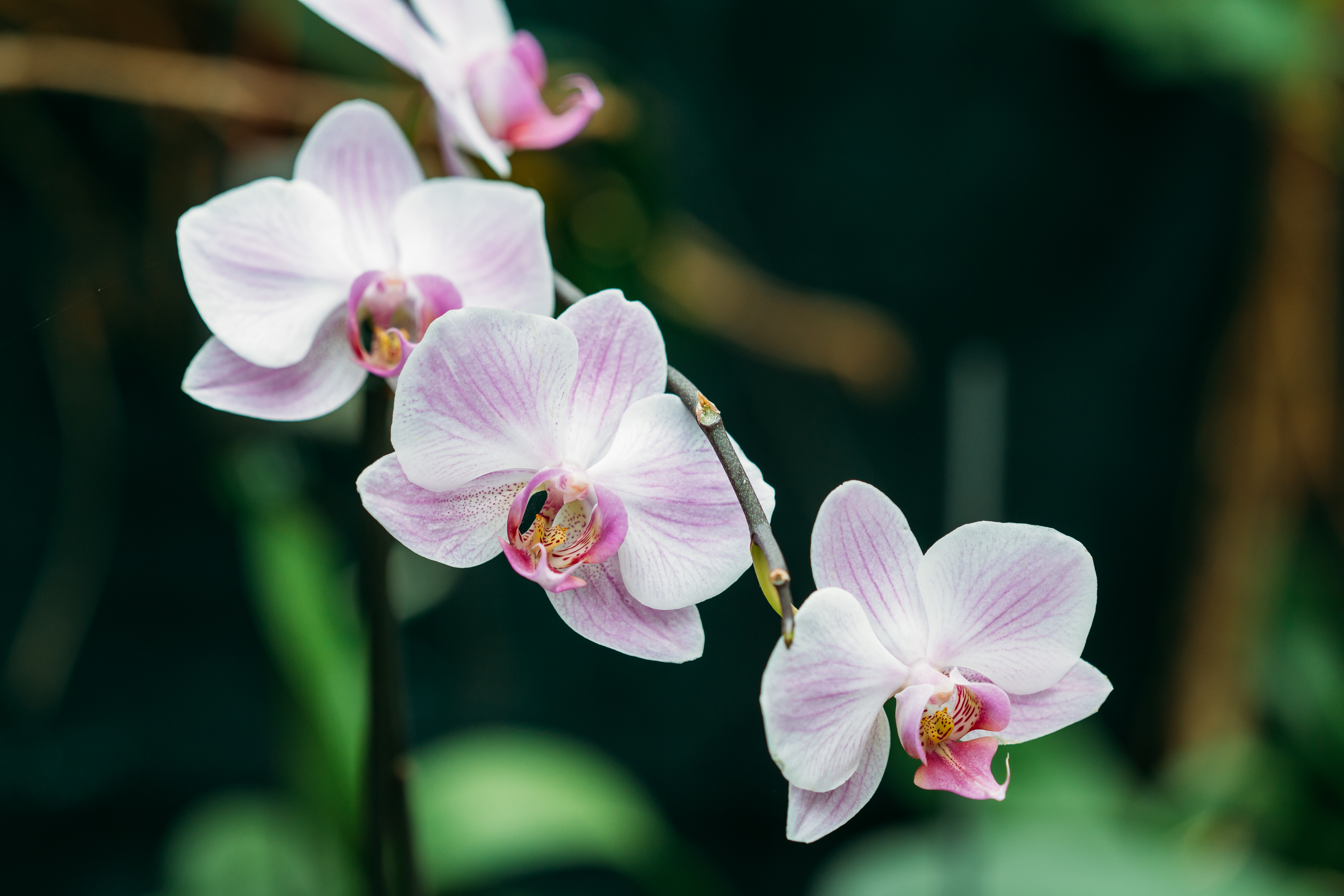 what do petals do for a plant