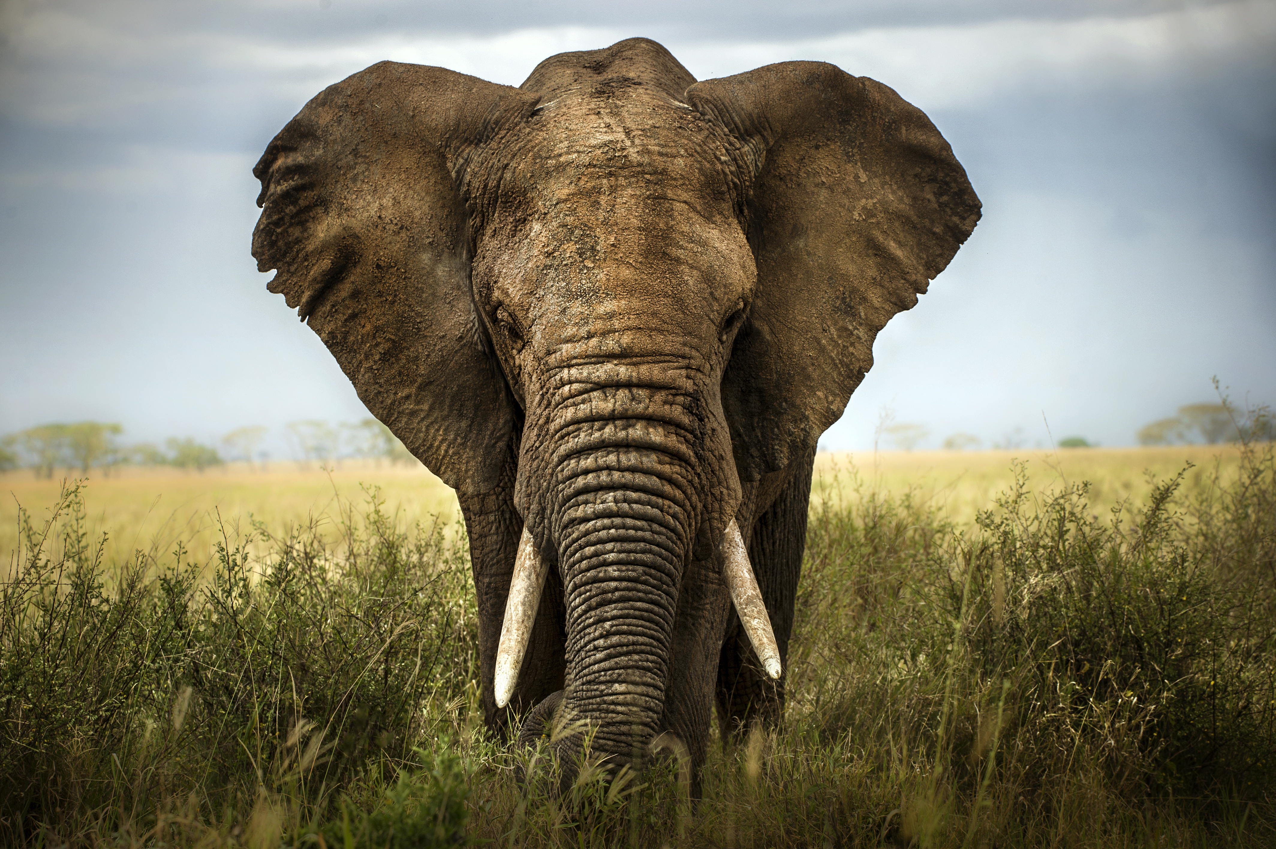 elephant mammoth size comparison