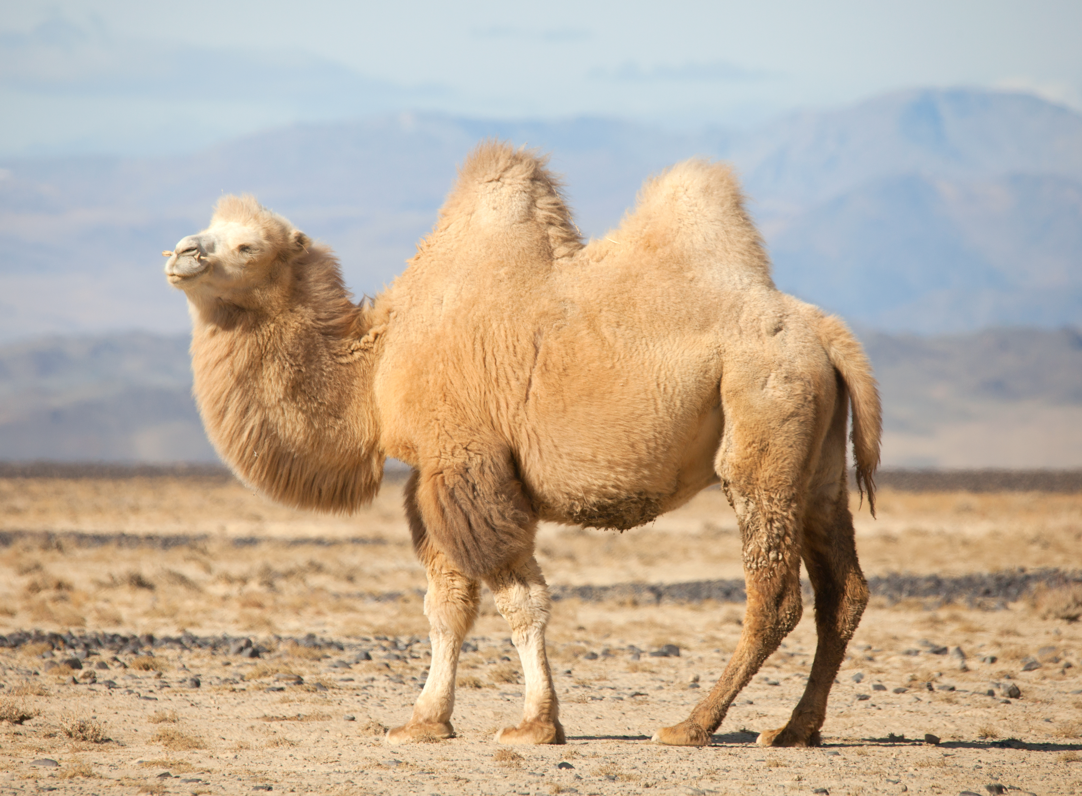 Animals That Live In The Hot Dry Desert