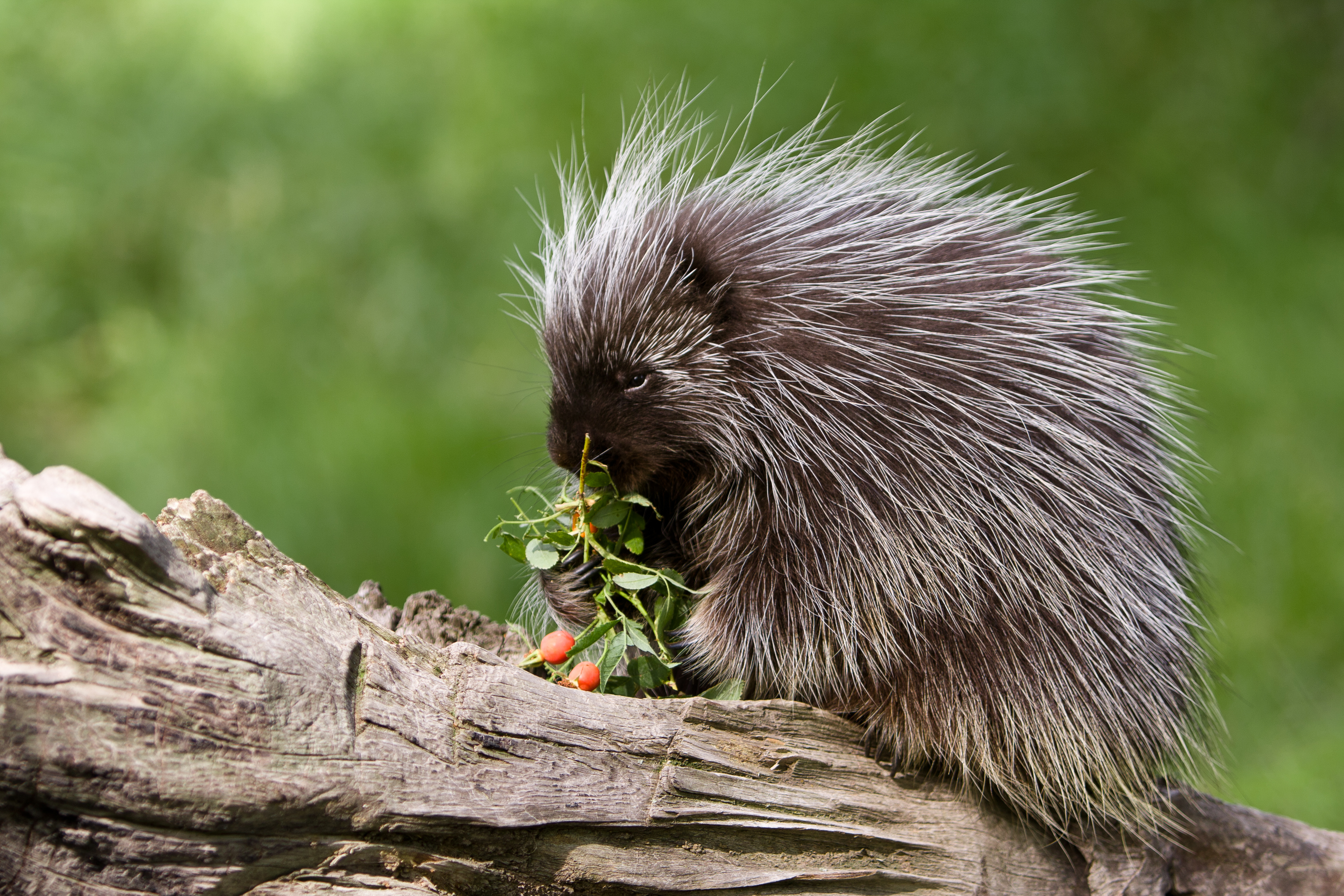 human porcupine attack