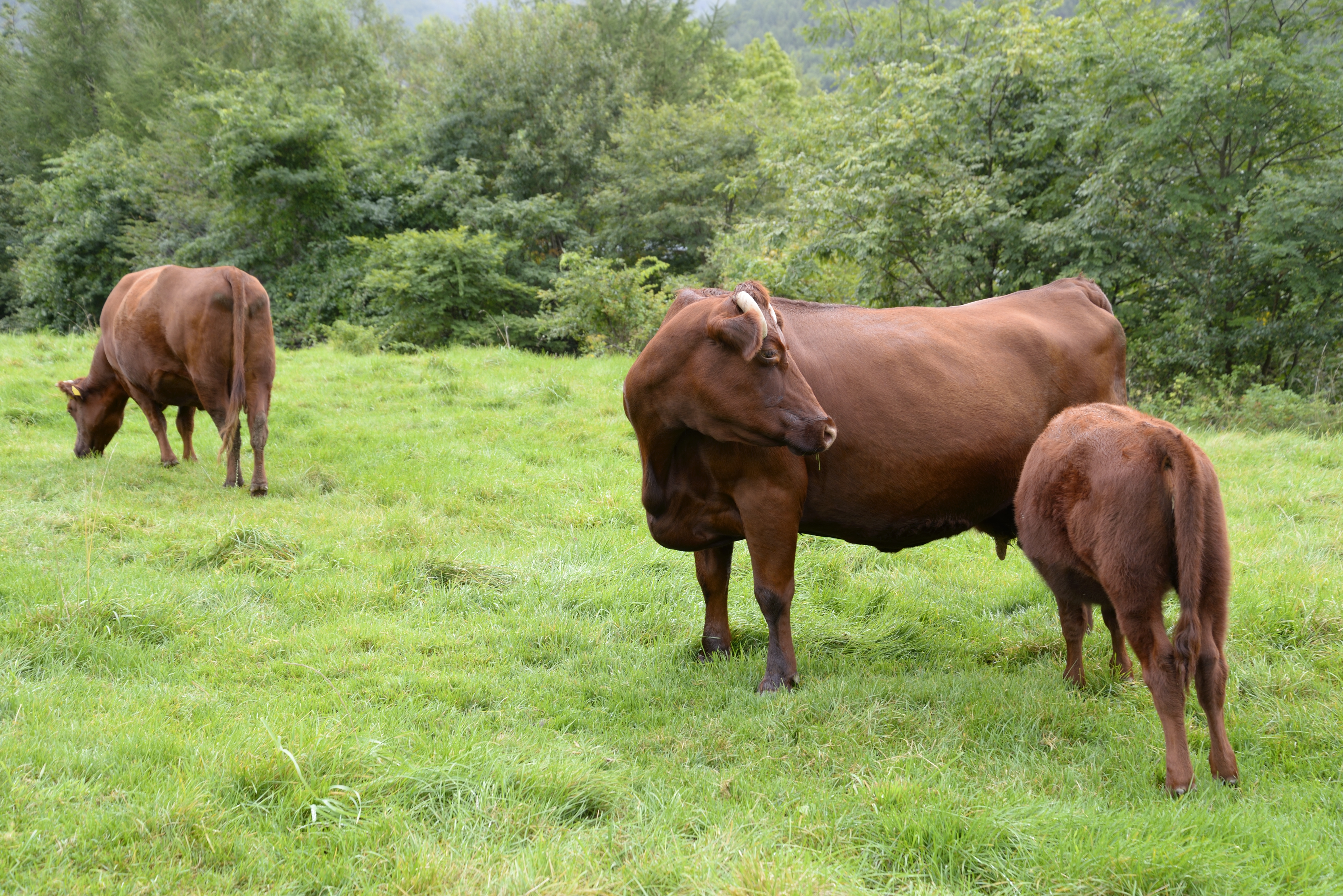 chianina bull with horns