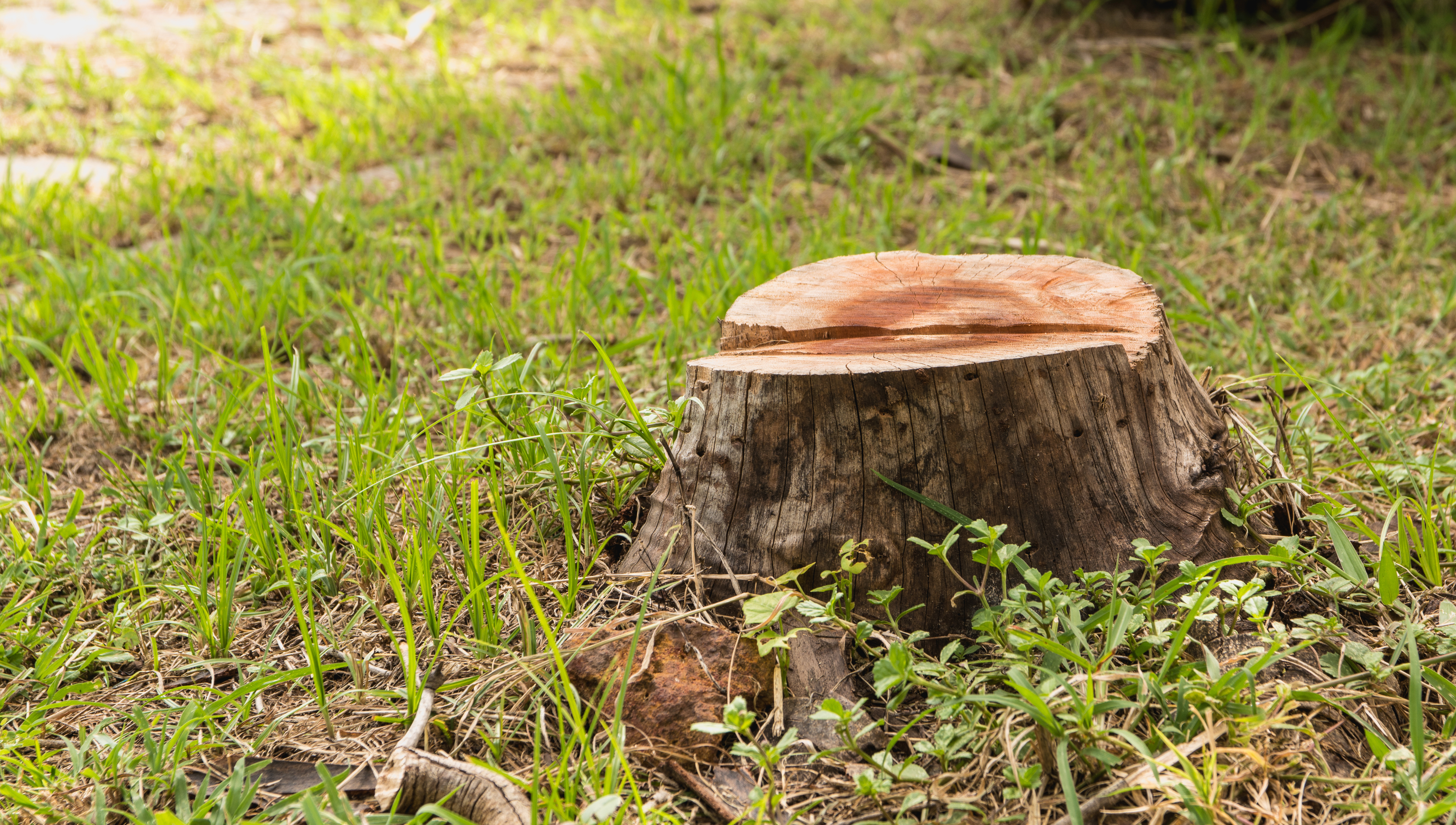 How To Kill The Roots Stump Of A Tree Without Digging It Up