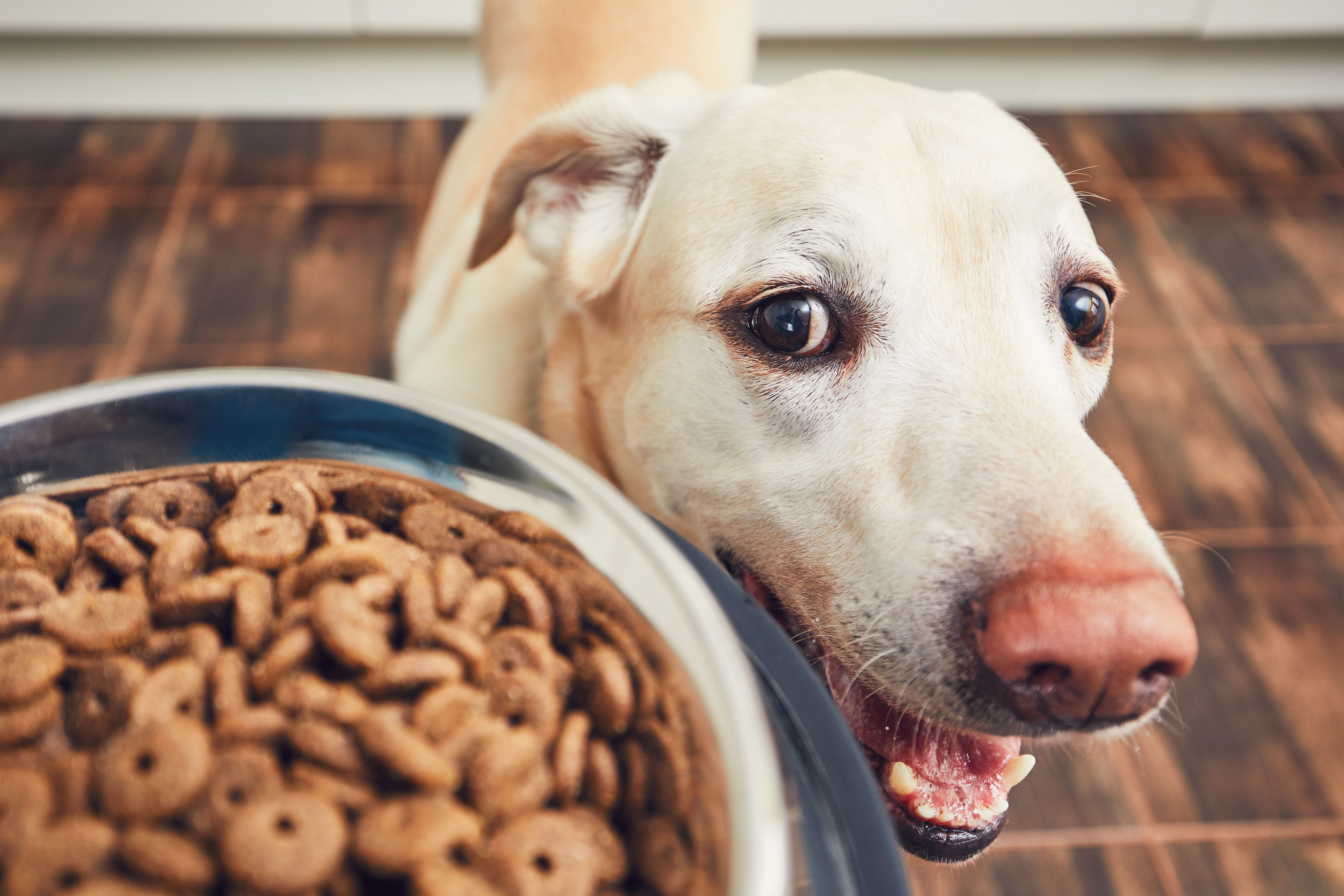 does high protein dog food cause kidney problems