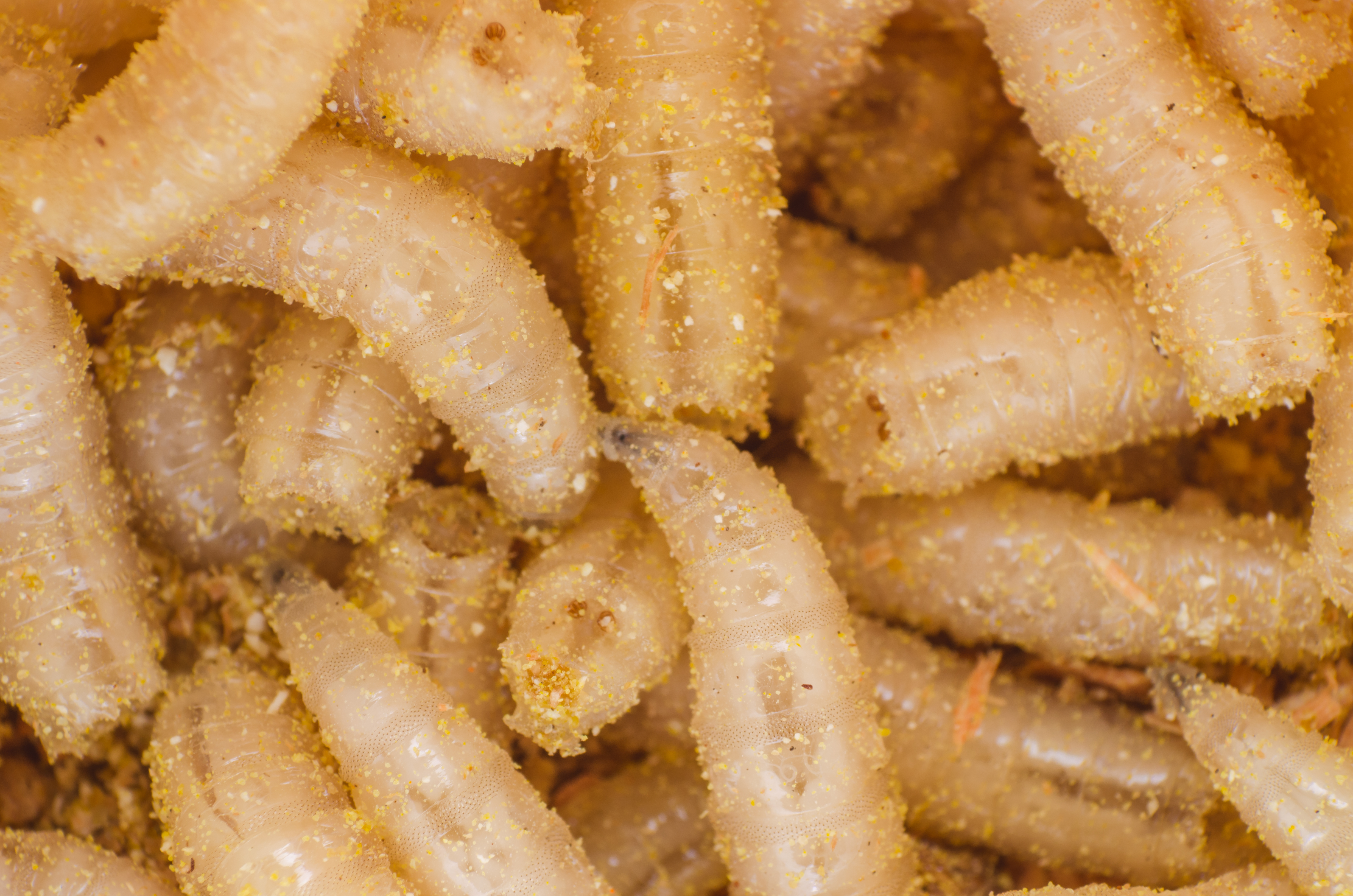 Here's How Long It Takes Before Your Favorite Food Grows Mold