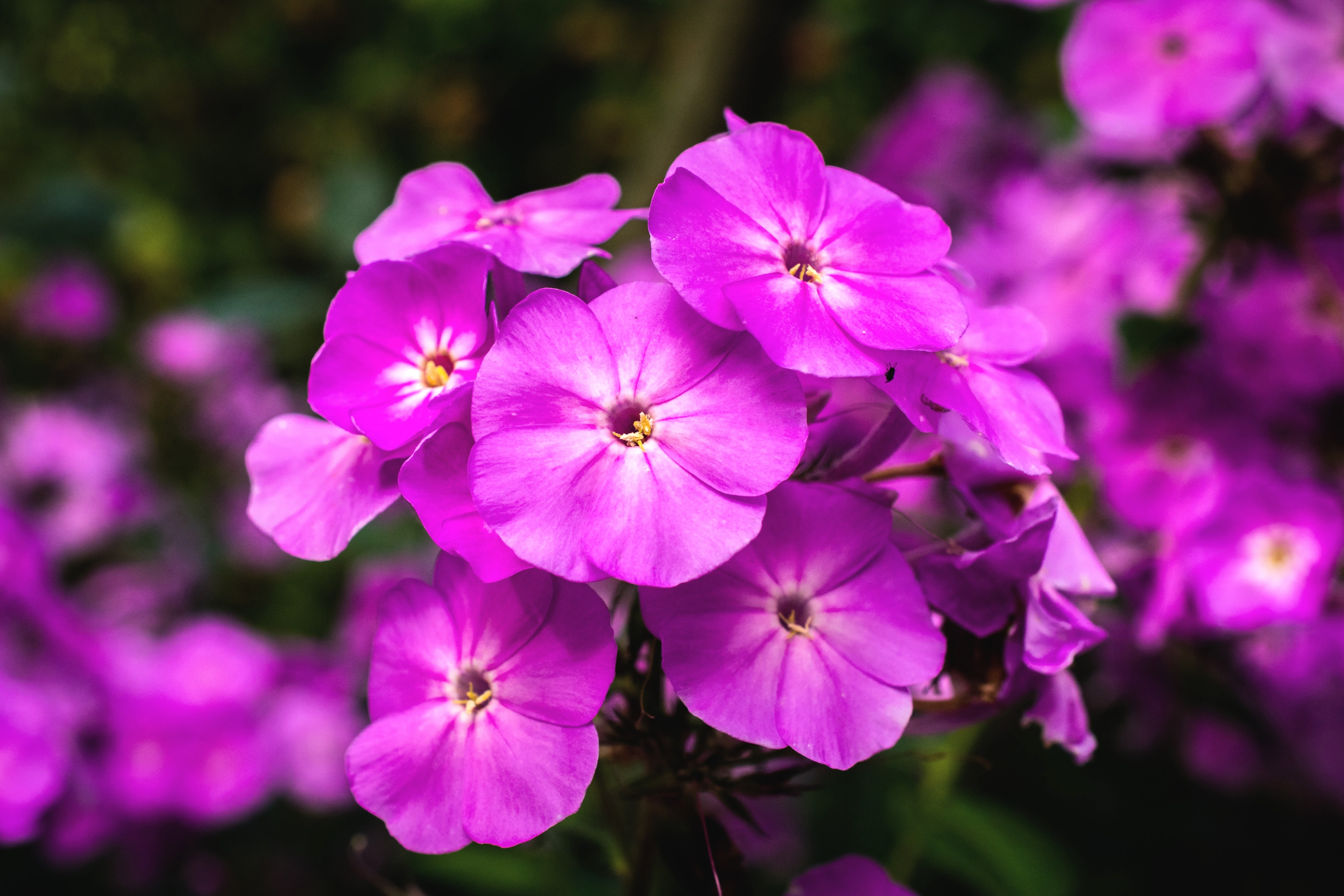 No Petunias Were Harmed In >> What Causes Petunias To Die Or Not Thrive Home Guides Sf Gate No Petunias Were Harmed In >> What Causes Petunias To Die Or Not Thrive Home Guides Sf Gate