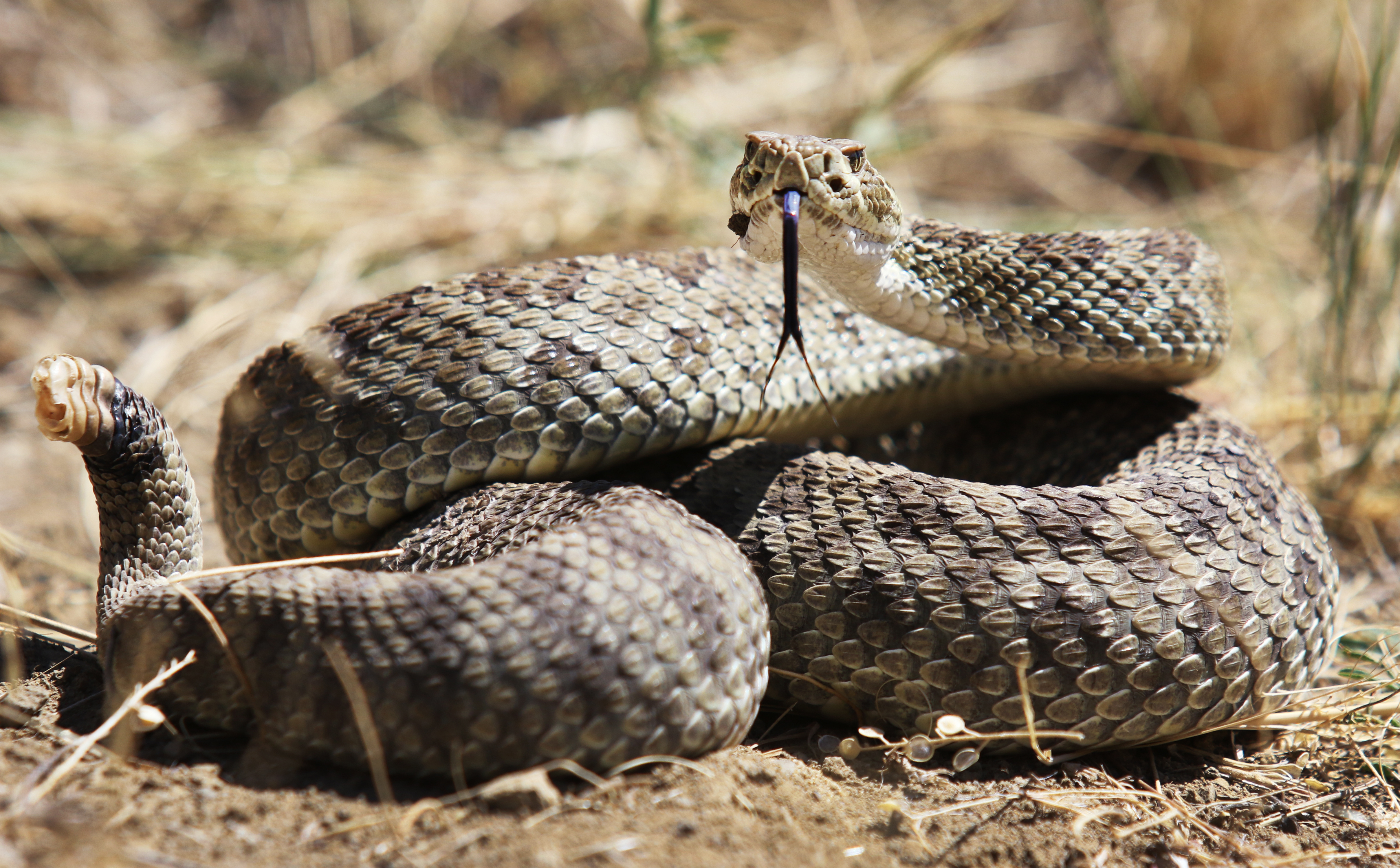 are rattlesnakes aggressive