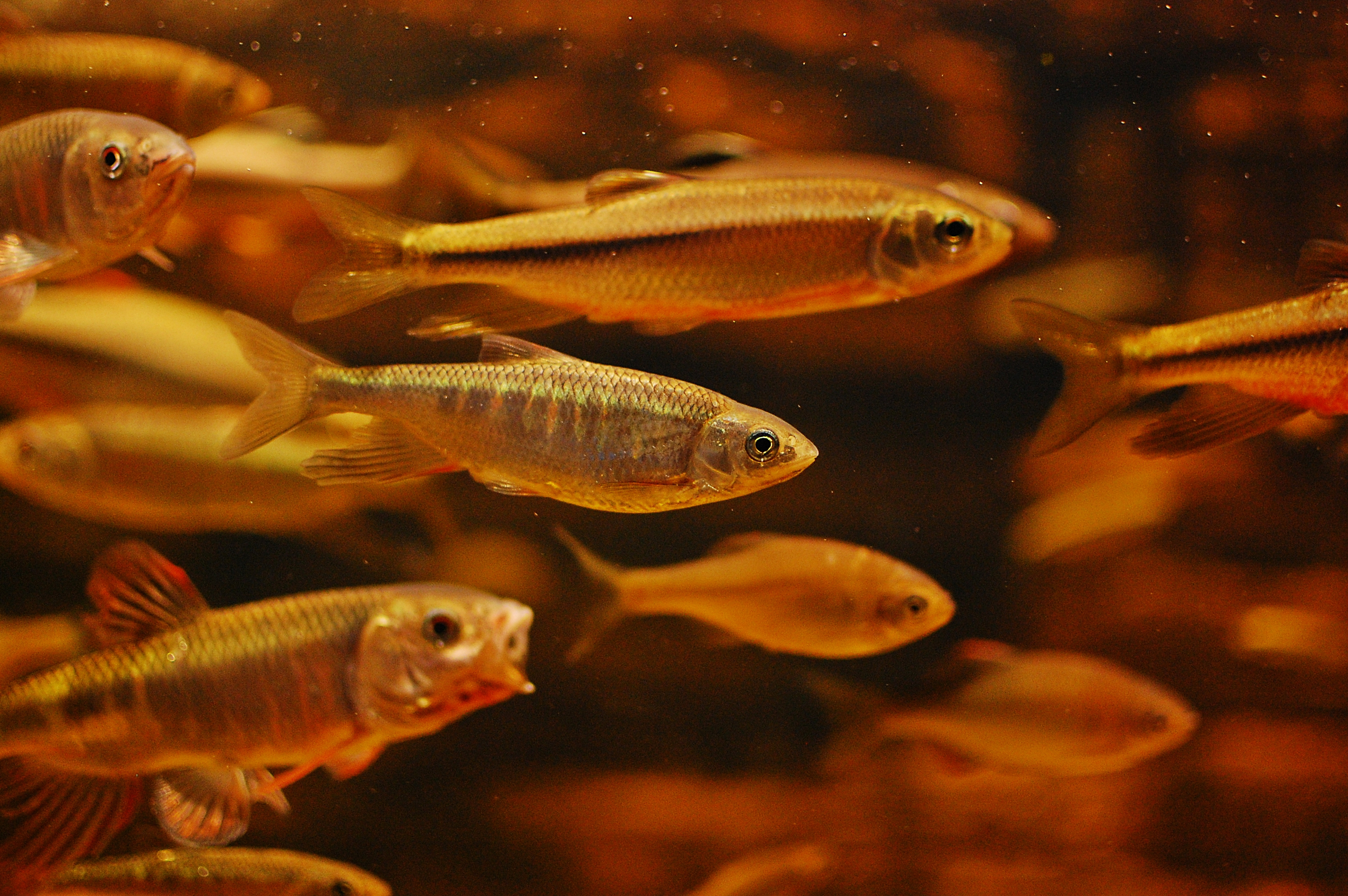 What Do Minnows Eat? Top Six Foods for Minnows - A-Z Animals