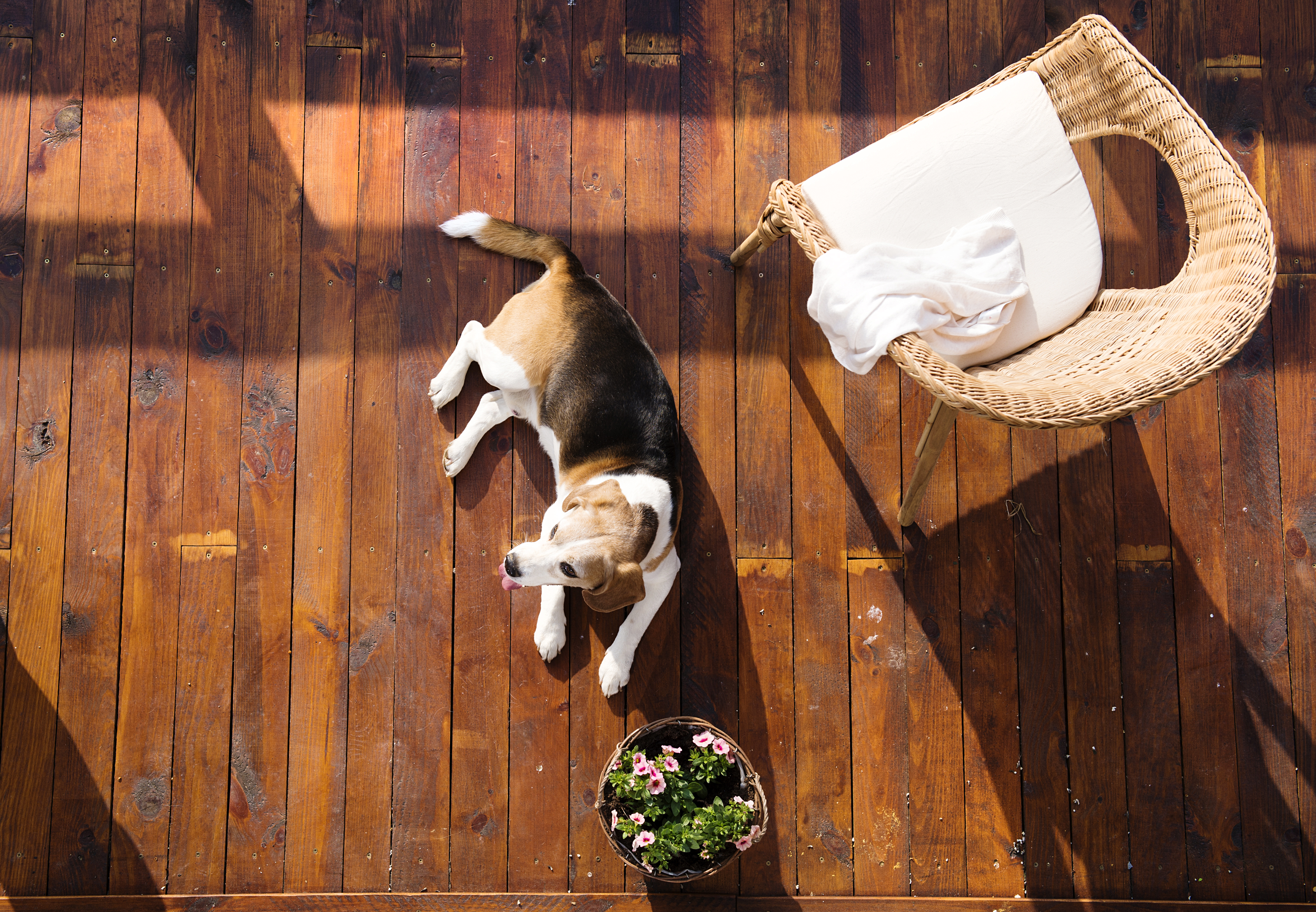 homemade dog repellent for furniture