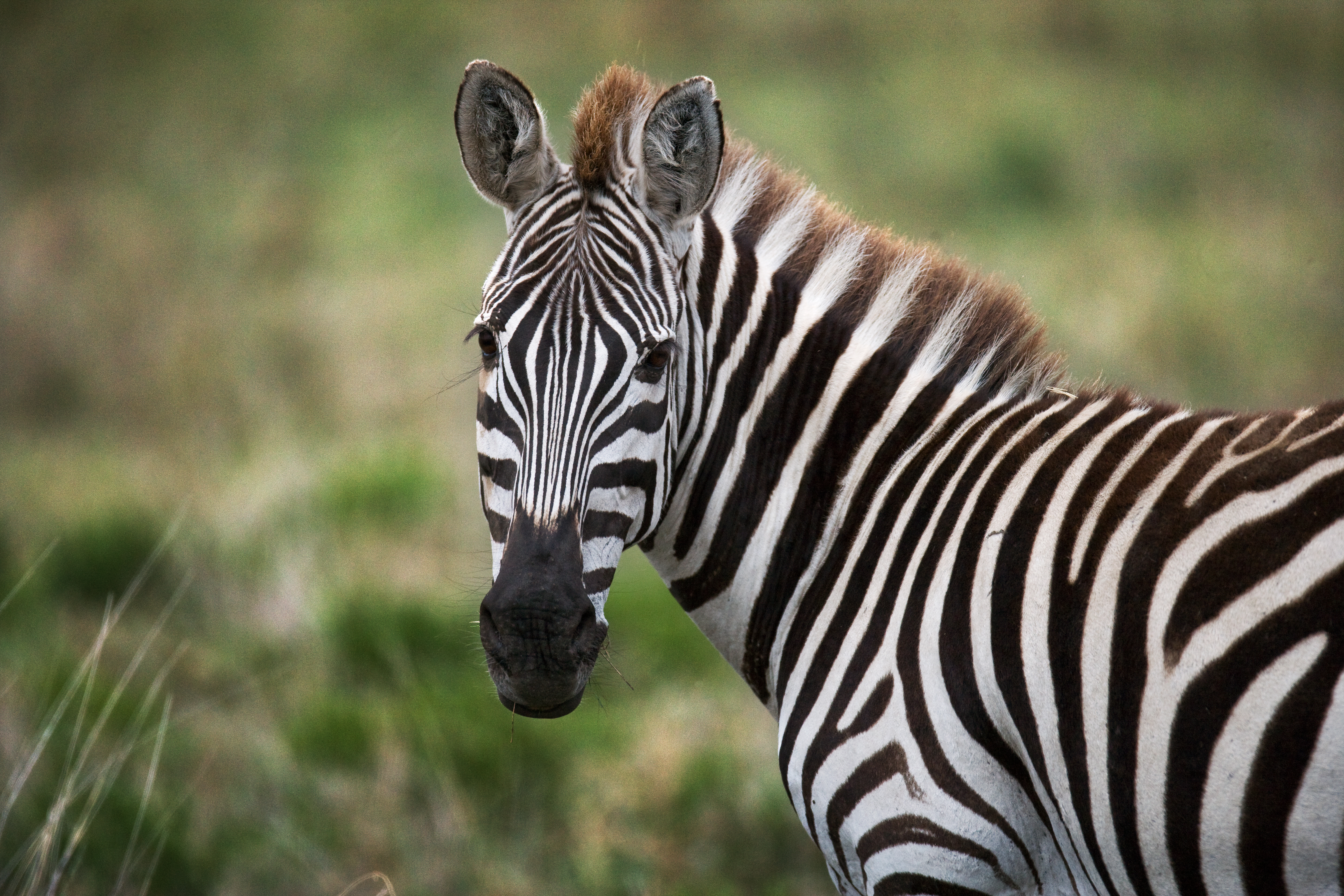 What Are Three Adaptations Of A Zebra Sciencing