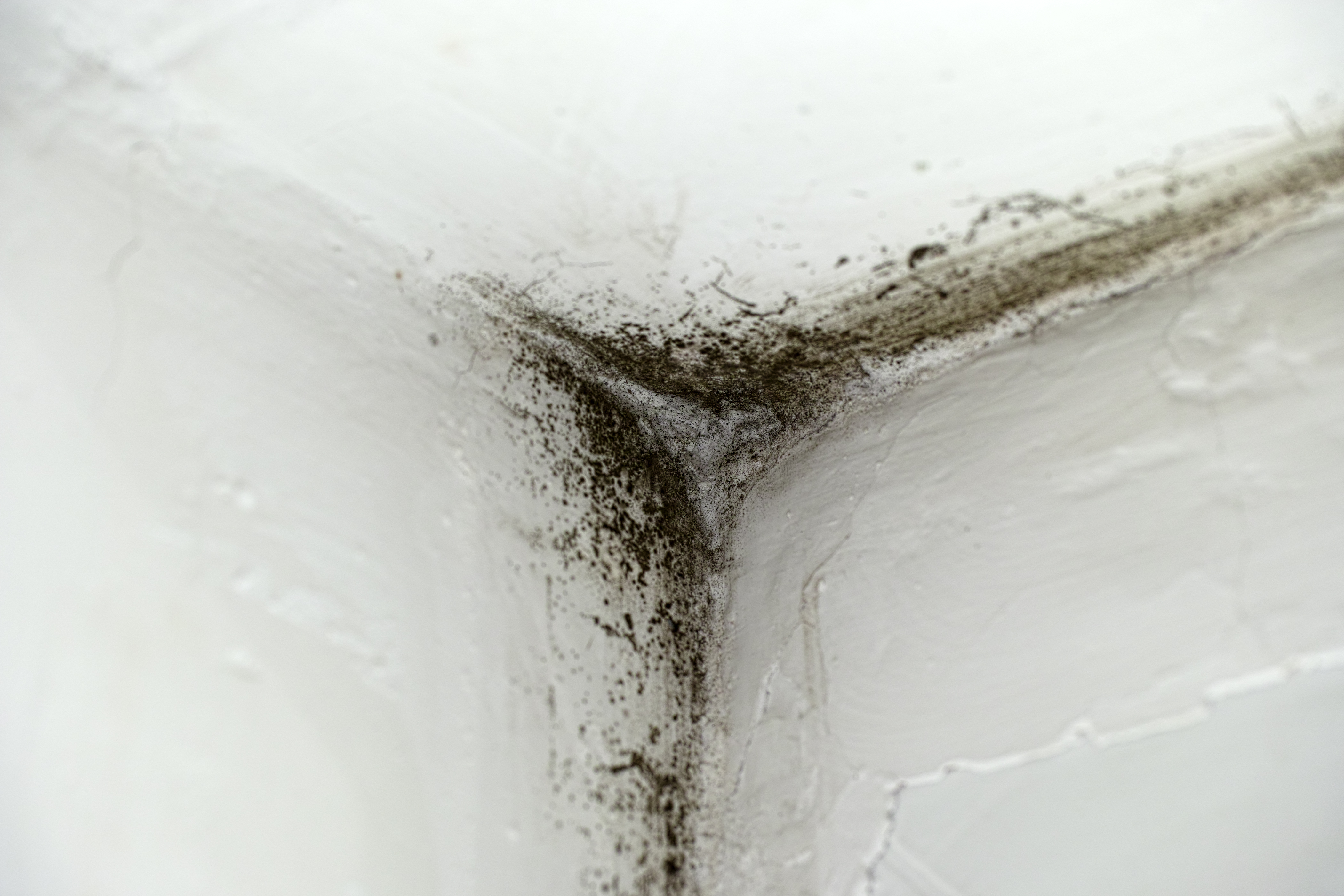 How To Identify Black Mold Hunker