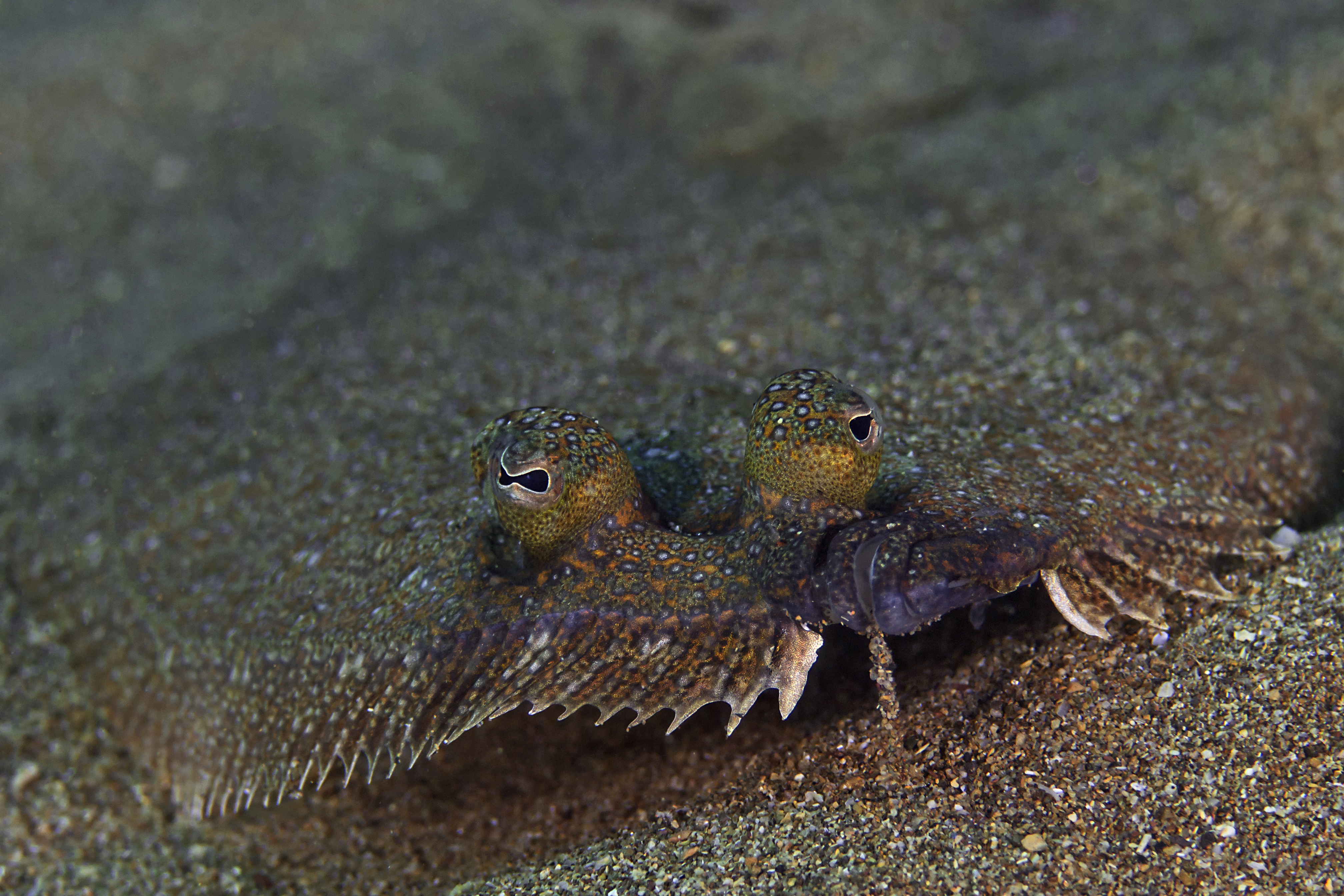 The Difference Between Sole & Flounder