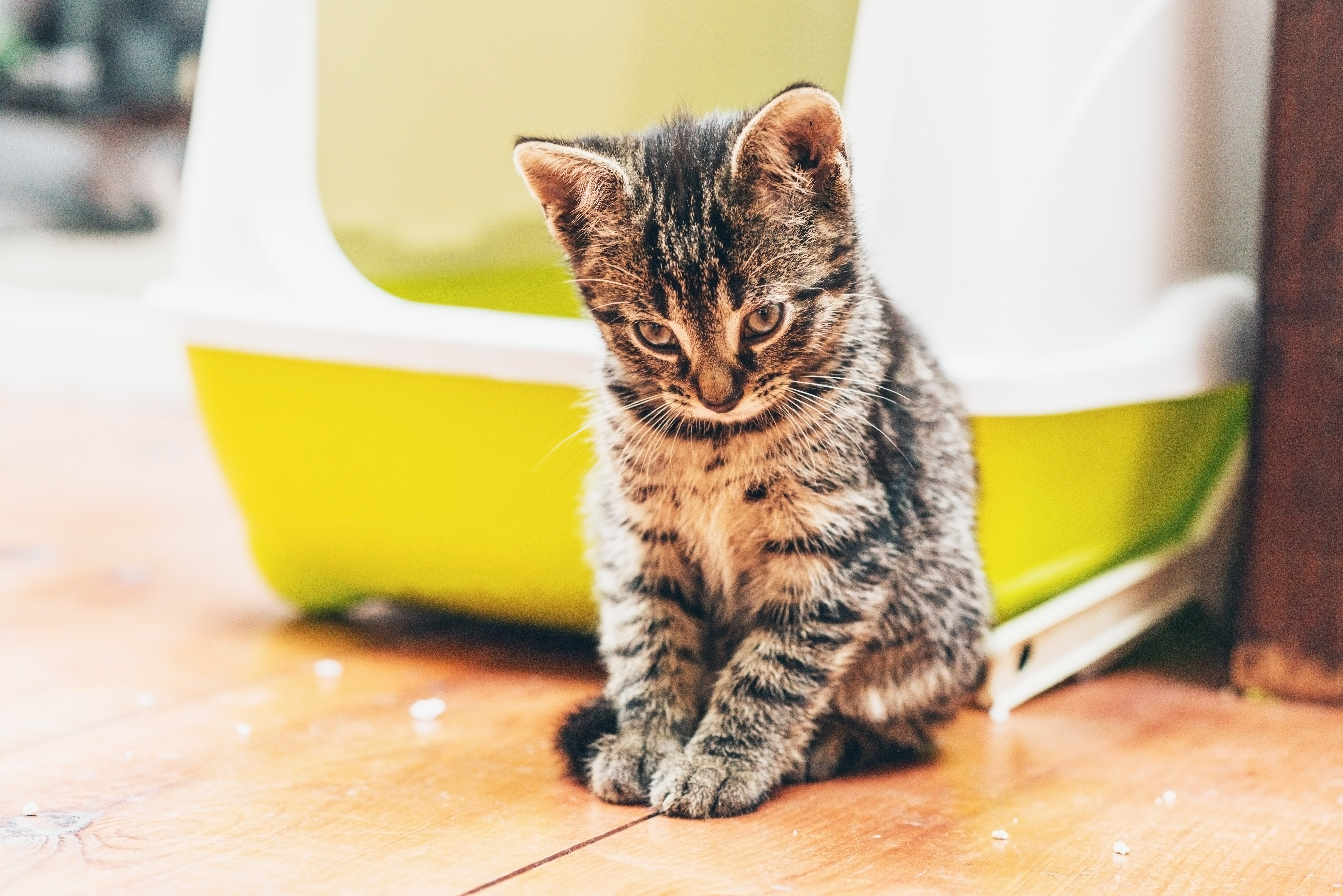 cat started peeing and pooping in house