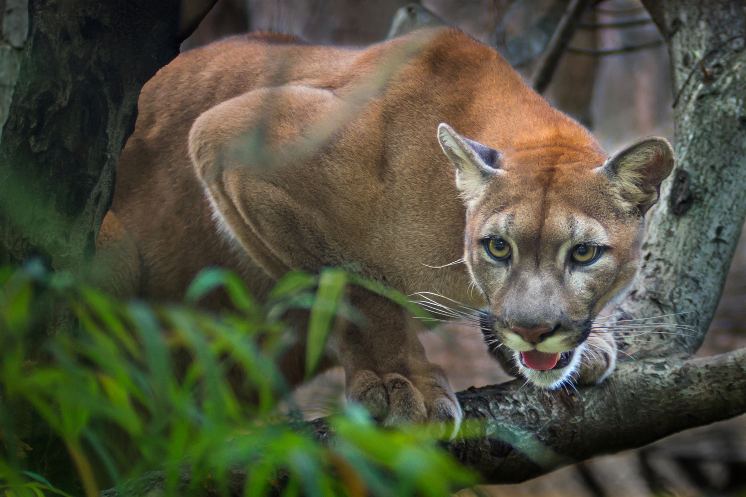 panther vs mountain lion