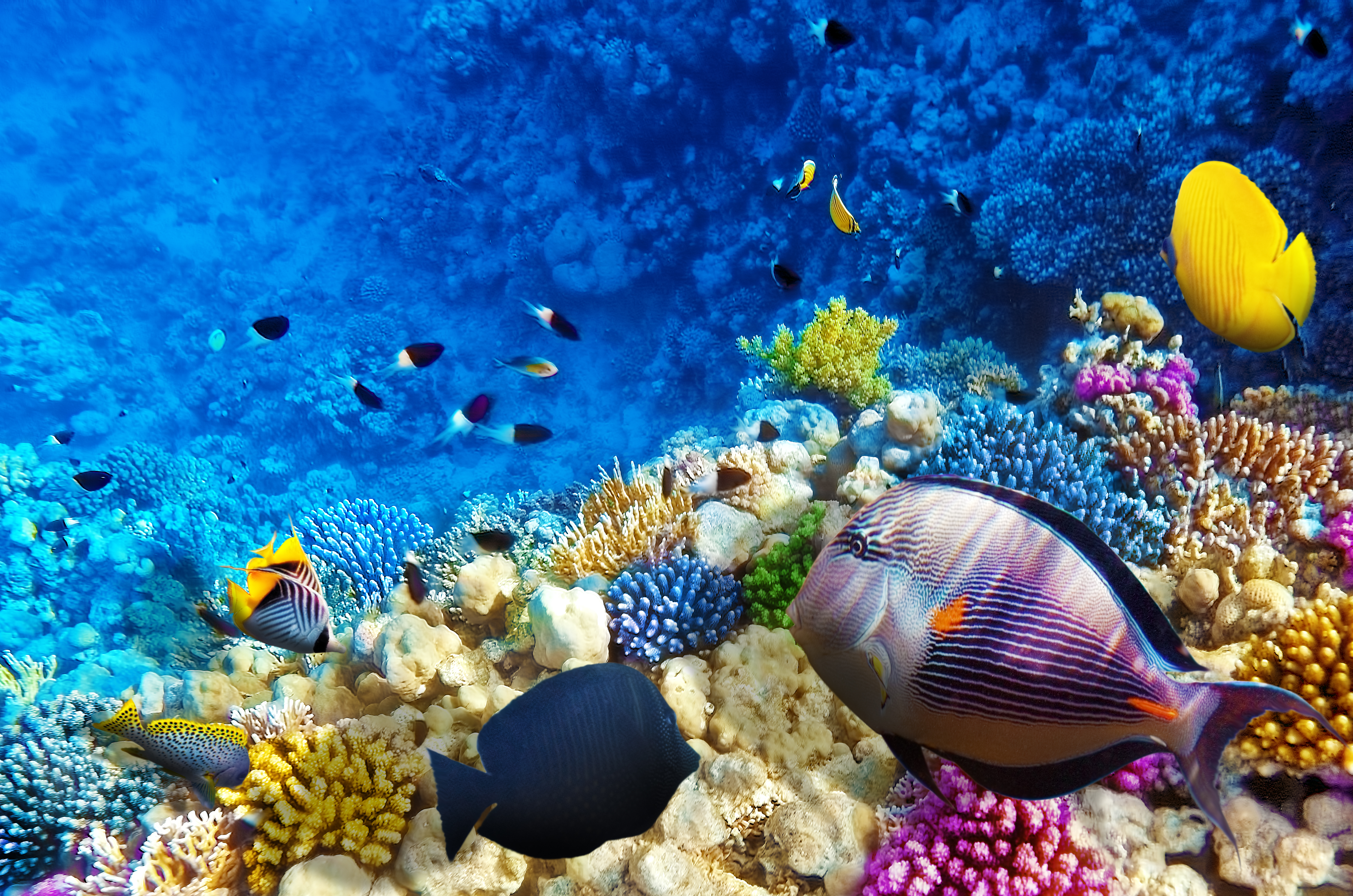 Coral Reefs of Brazil