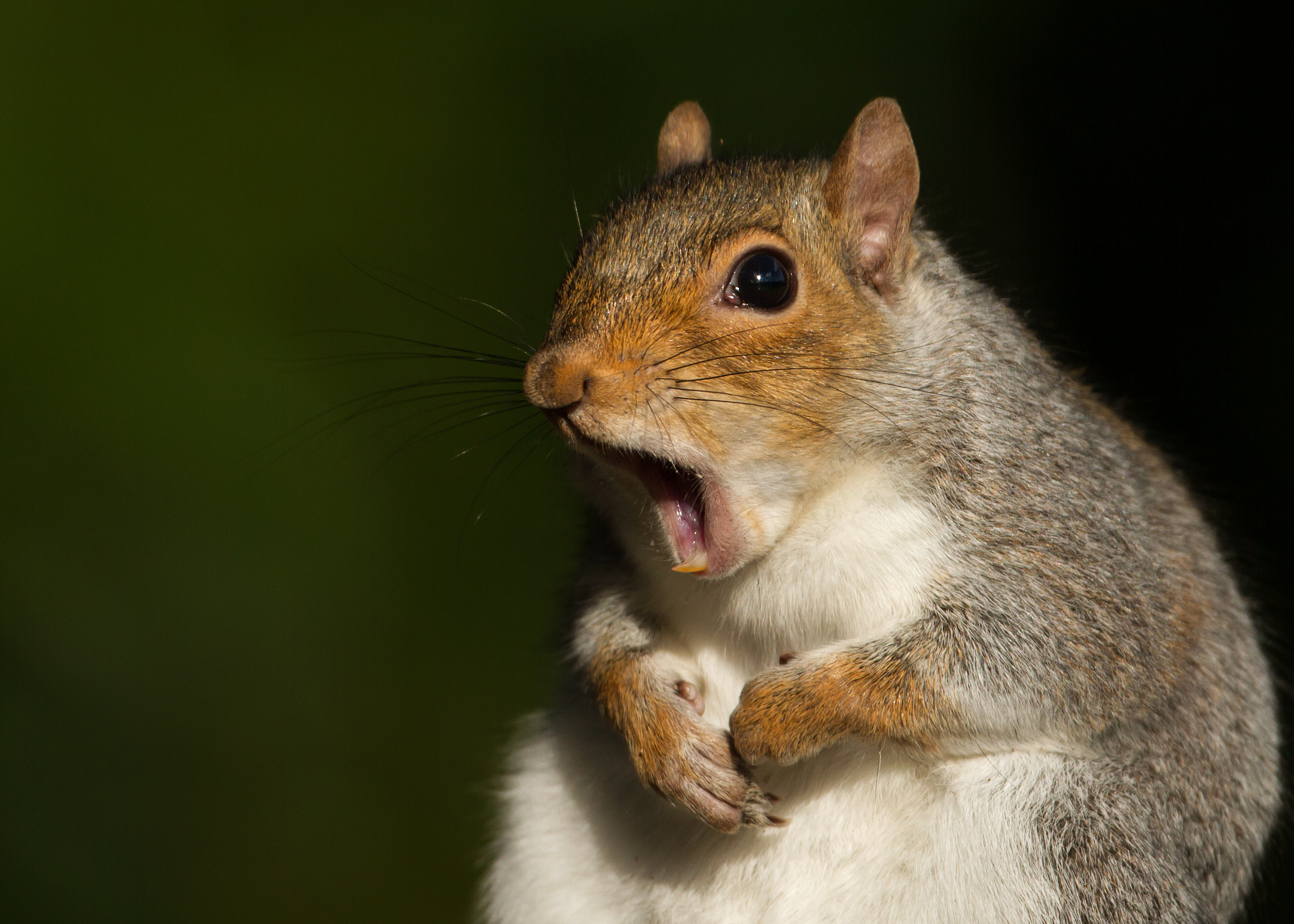 squirrel boy character names