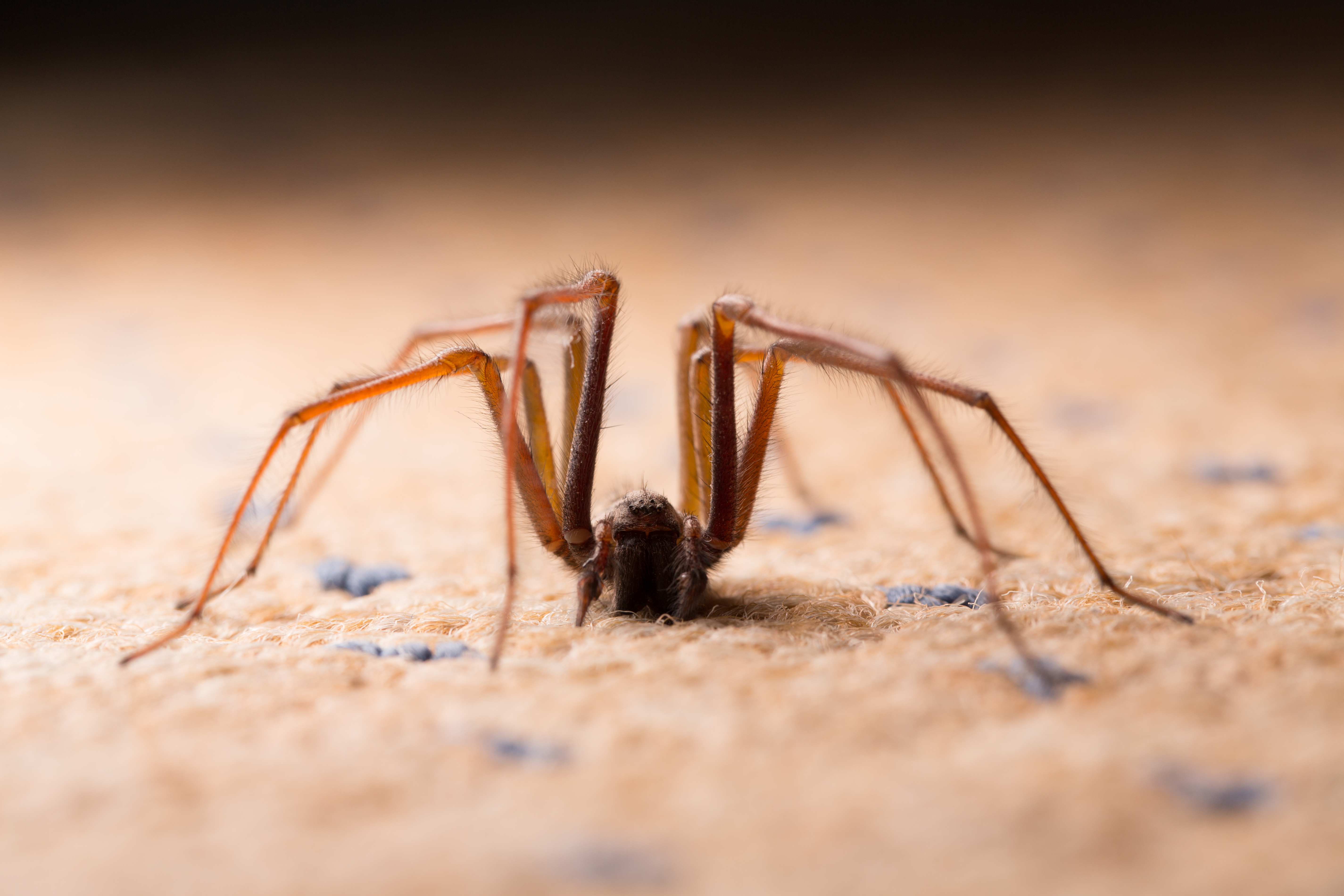 How to Identify a Spider by Web Pattern