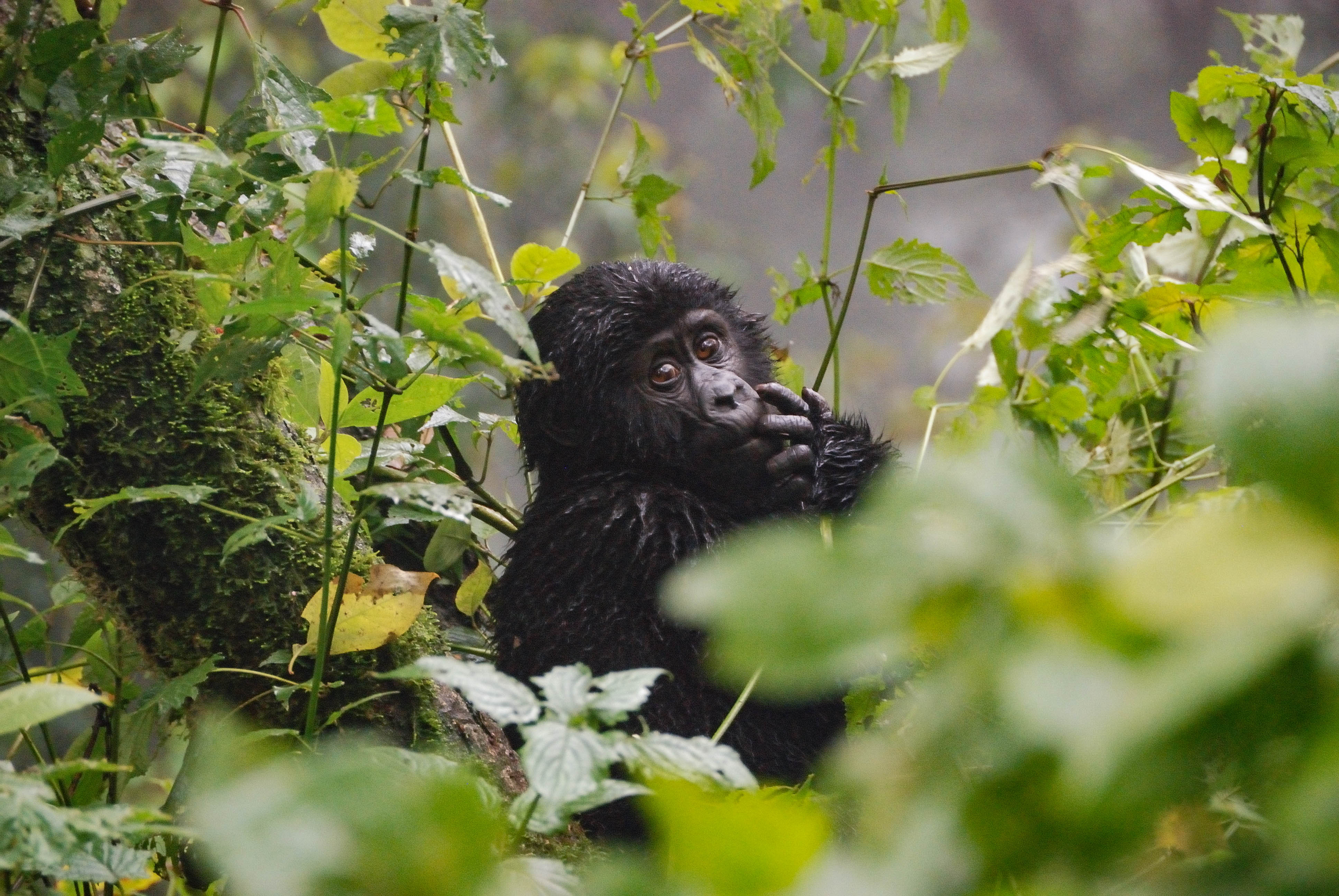 tropical dry forest animals list