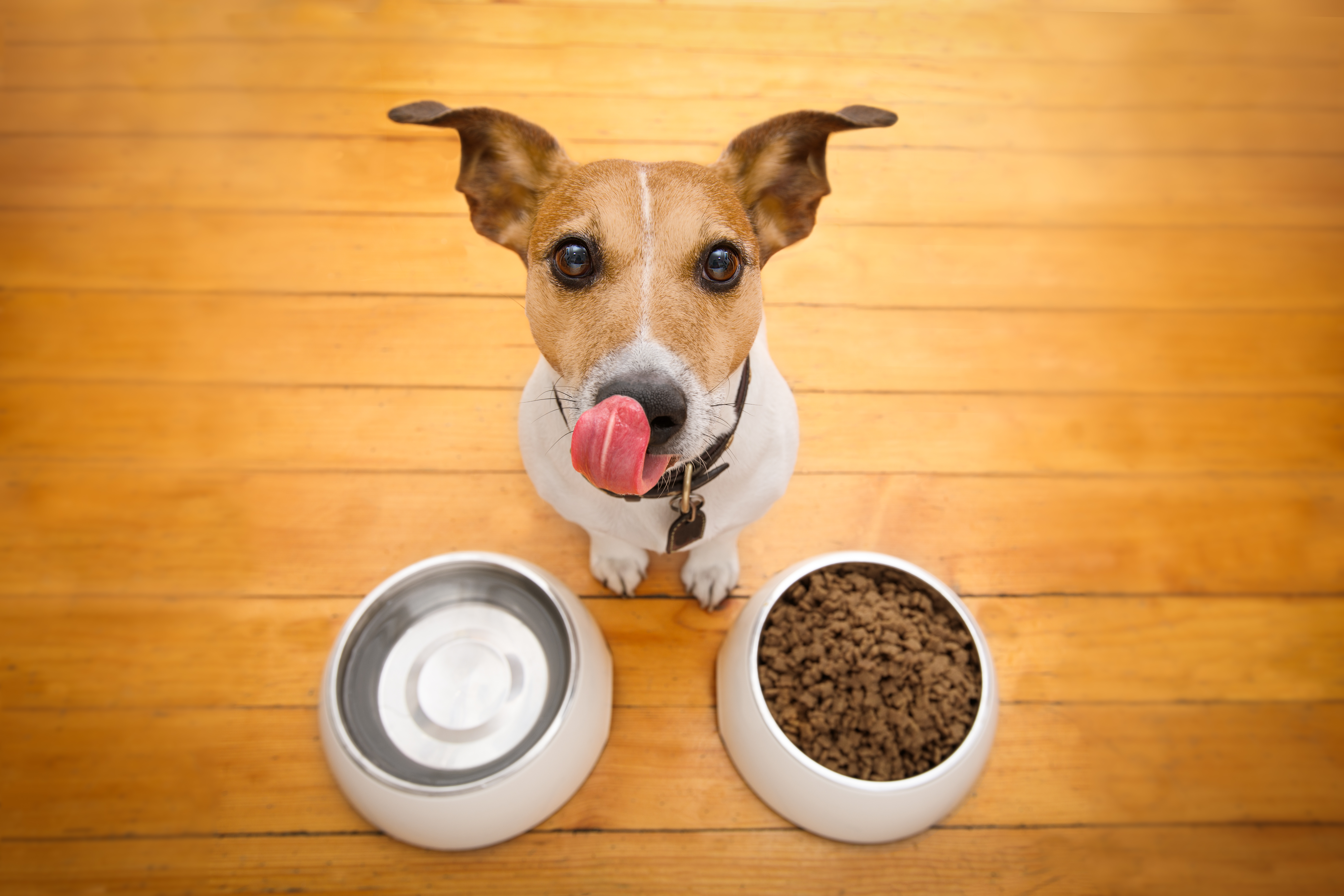 Winning Science Fair Ideas Involving Dogs Sciencing