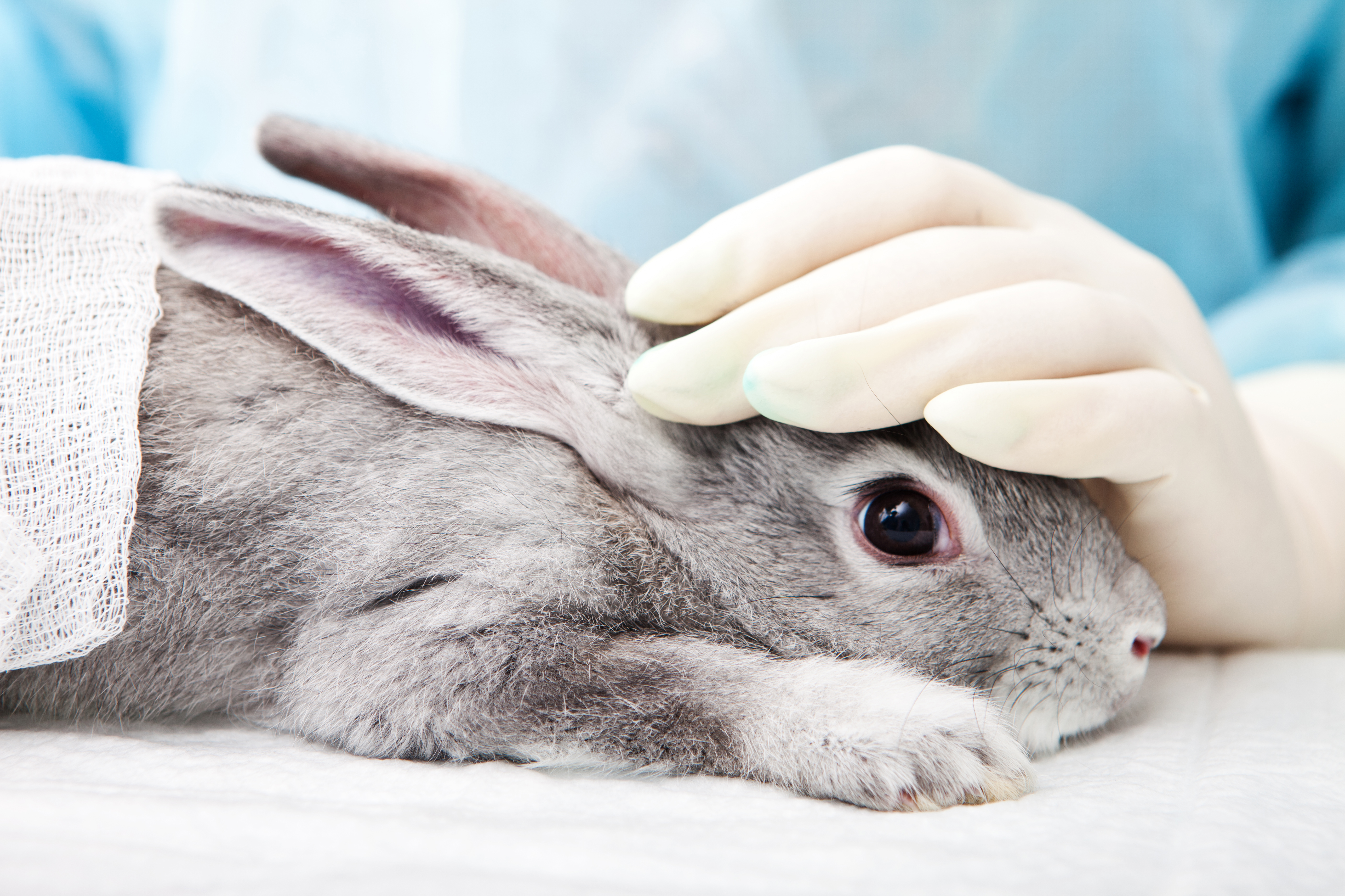 Benefits Of Animal Testing How Ethical Testing Aids Research