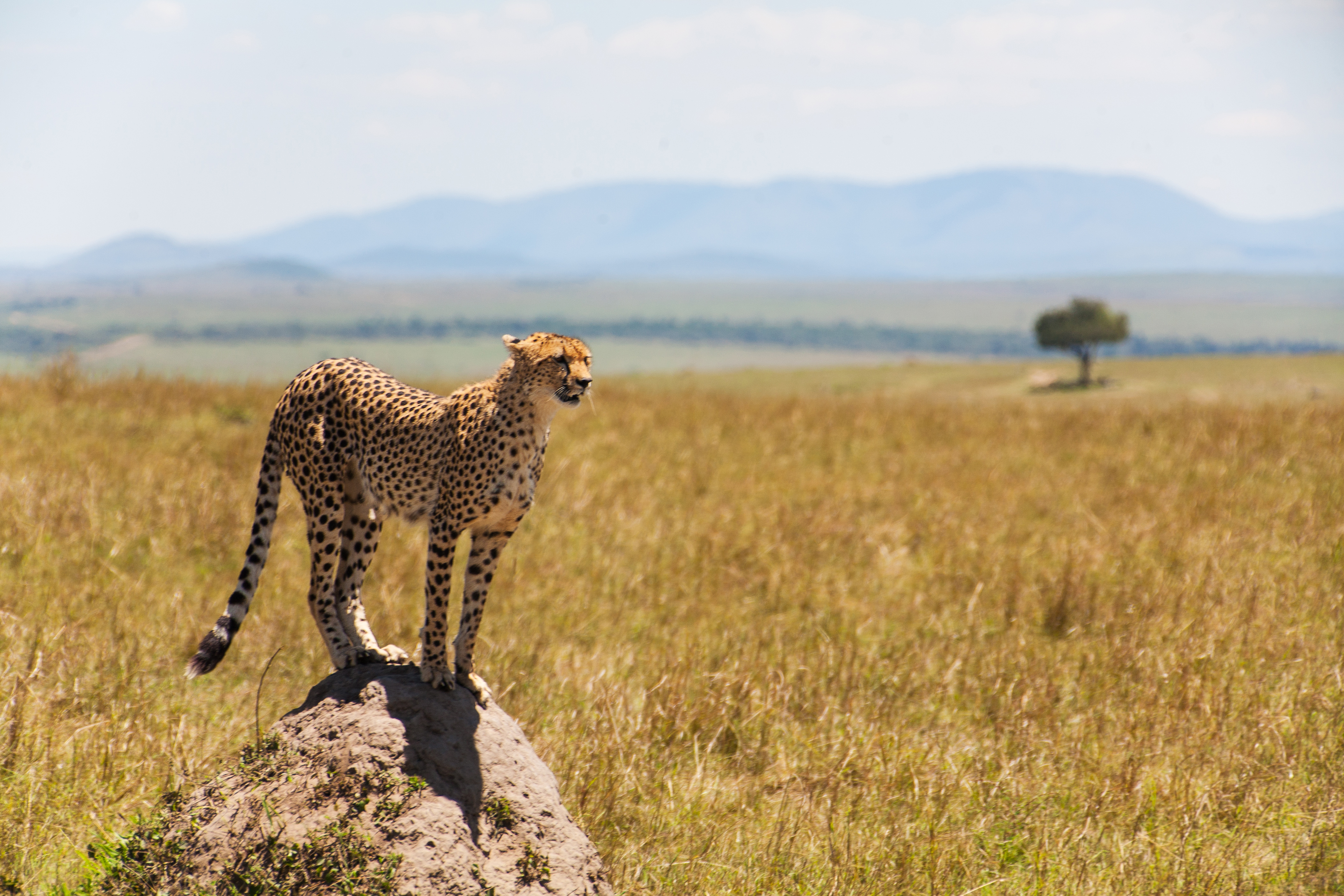 Endangered Plants & Animals of the African Savanna | USA Today