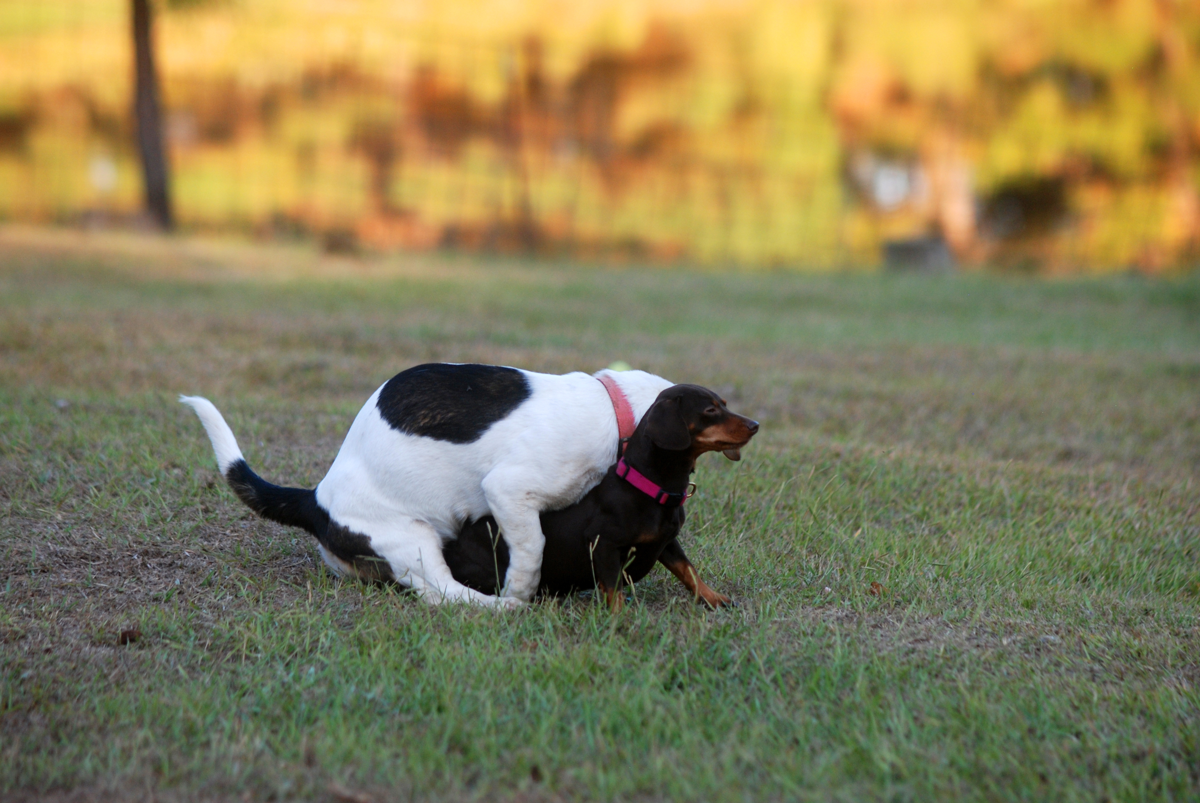 How to Encourage a Male Dog to Mate | Pets on Mom.com