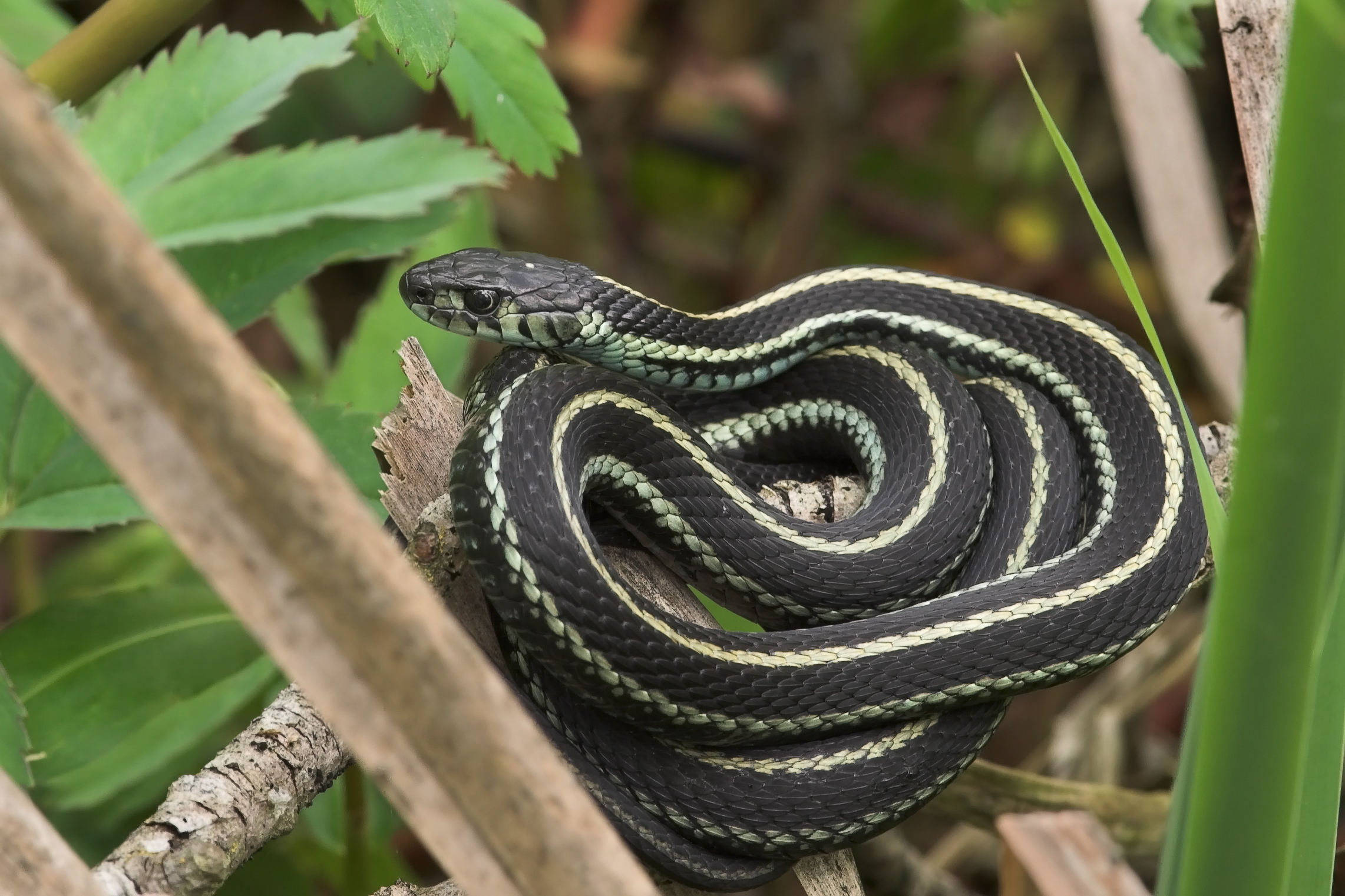 How to Identify Snakes With a Stripe Down the Center of the Back