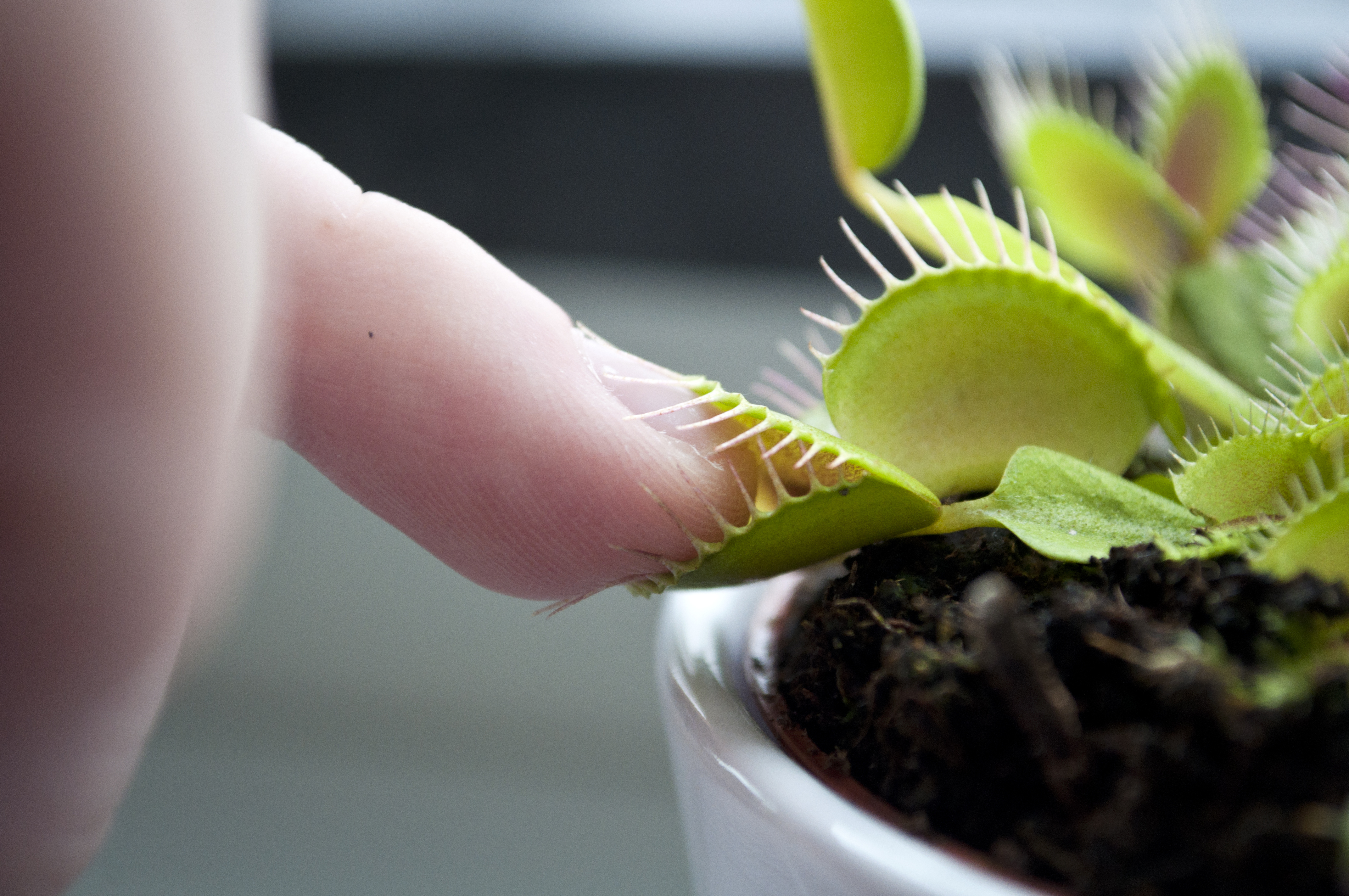 venus flytrap eating a person