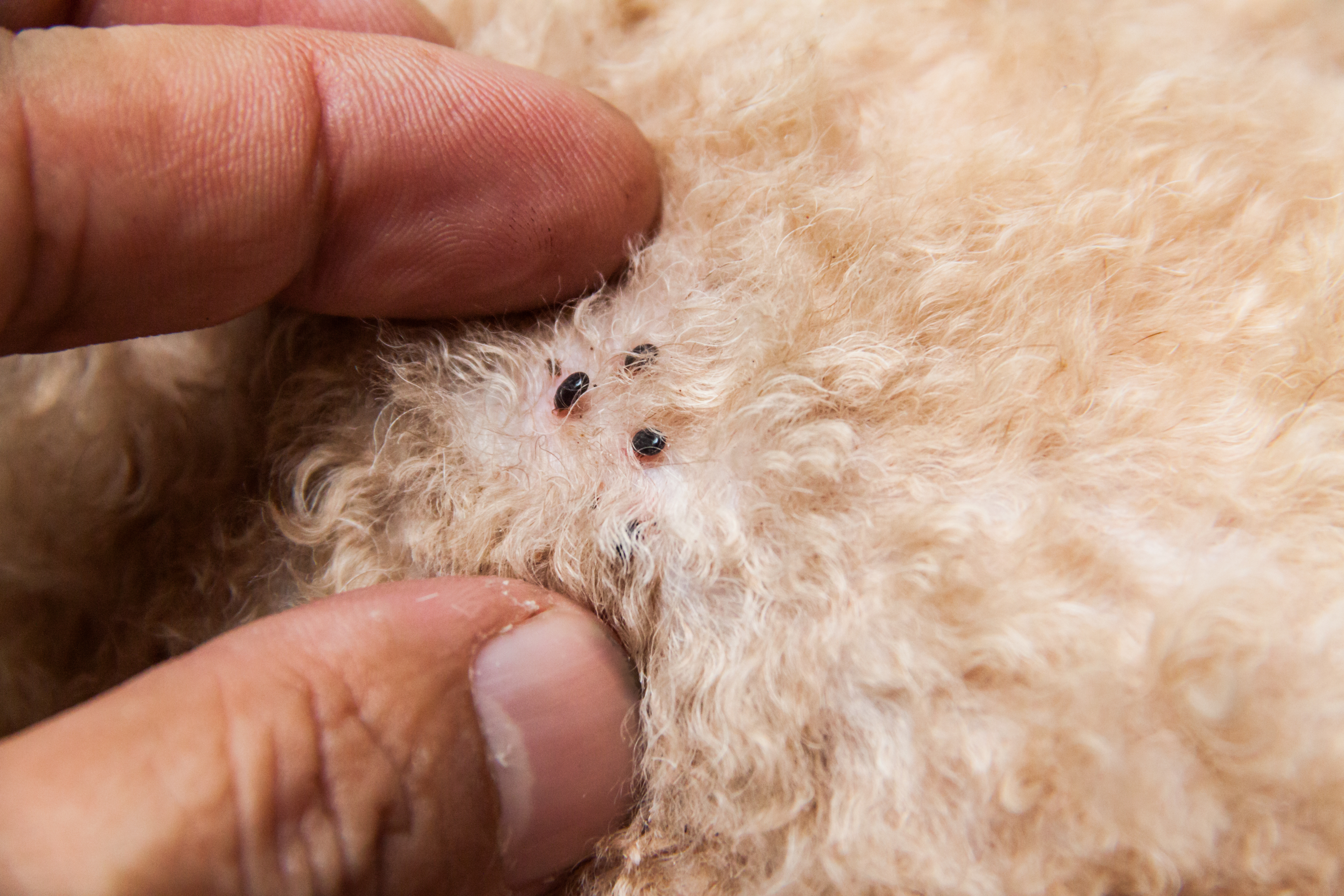 Sand flea store bites on dogs