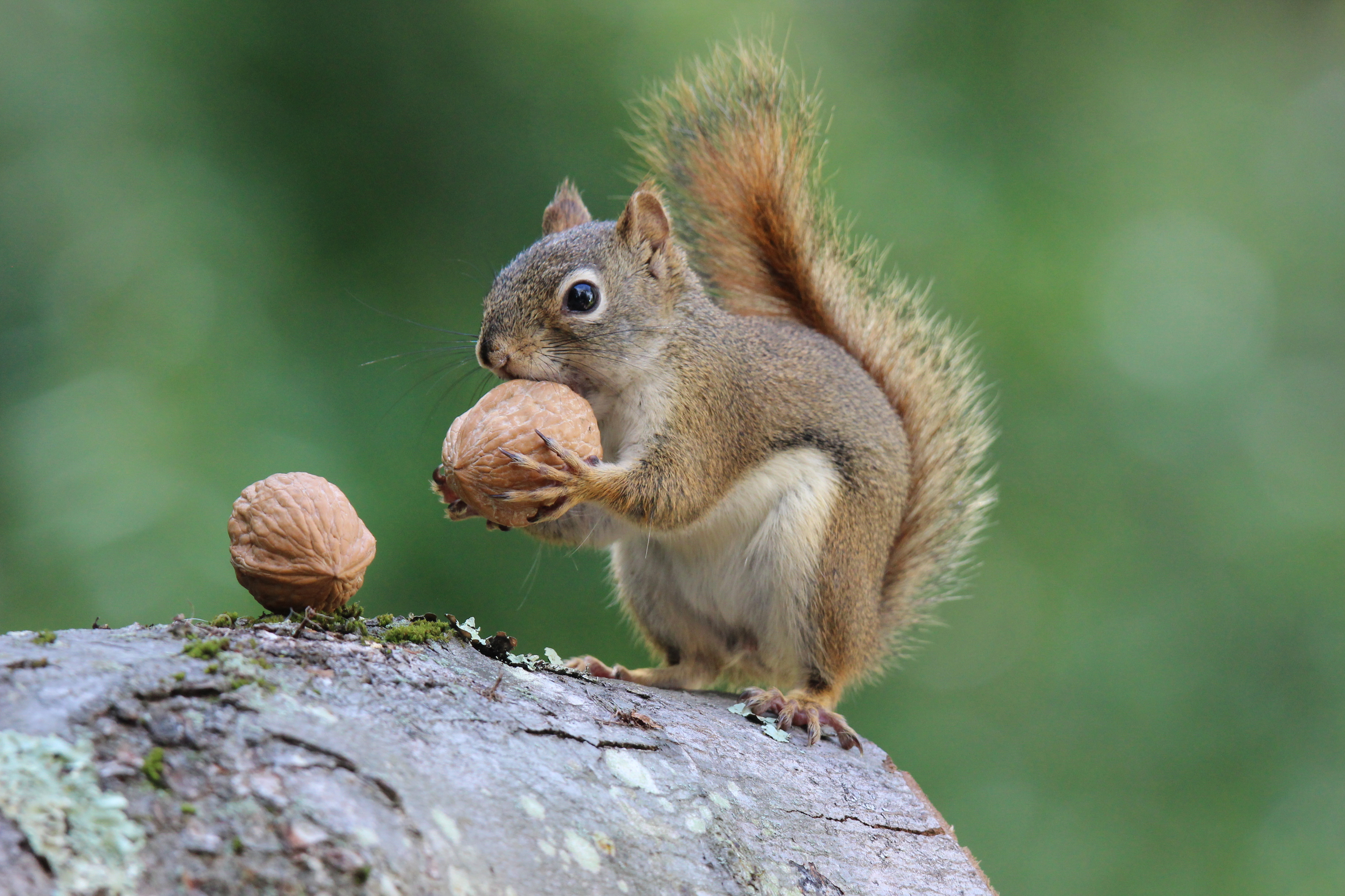 How Do Animals Adapt to the Temperate Rainforest?