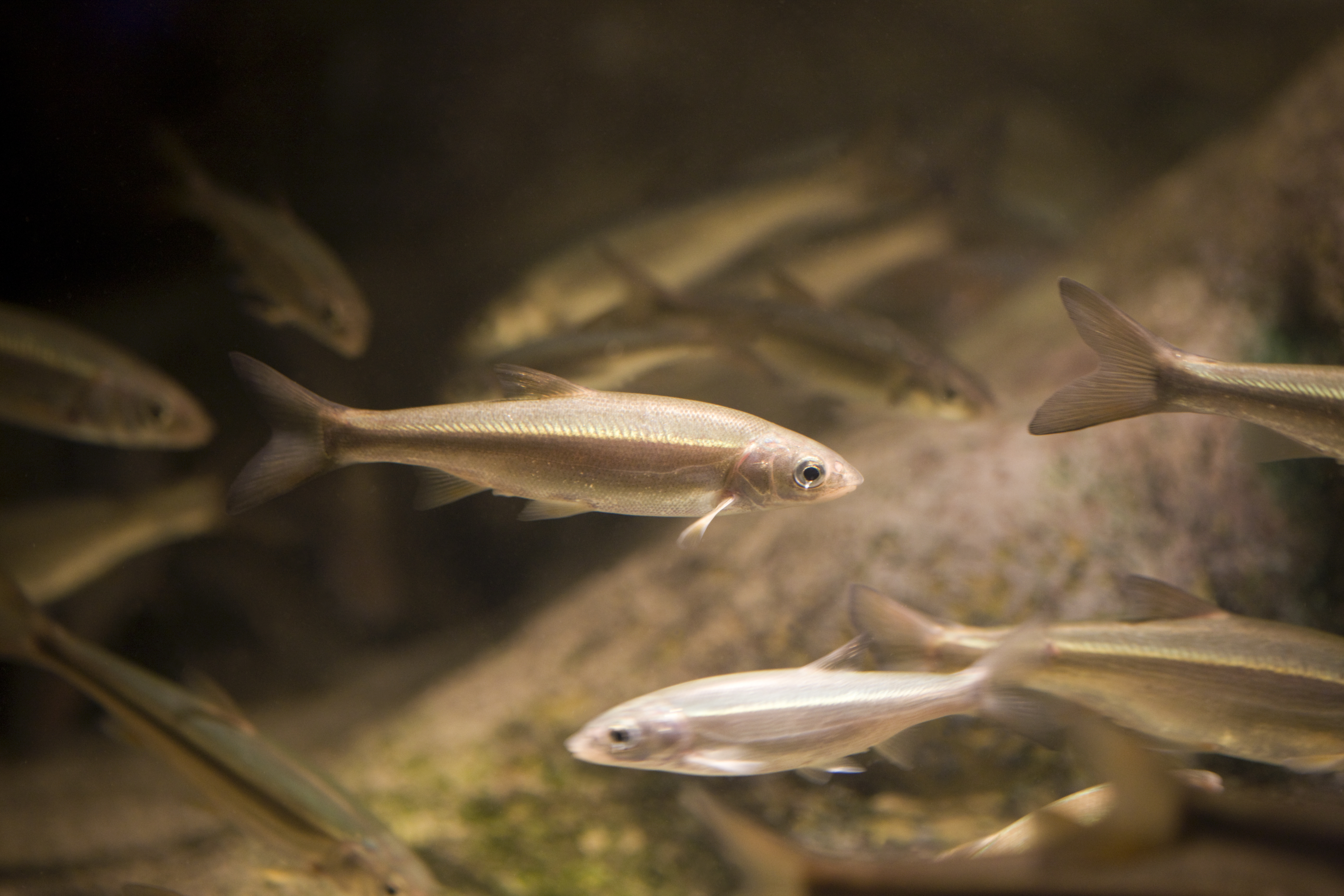 fathead minnow fry