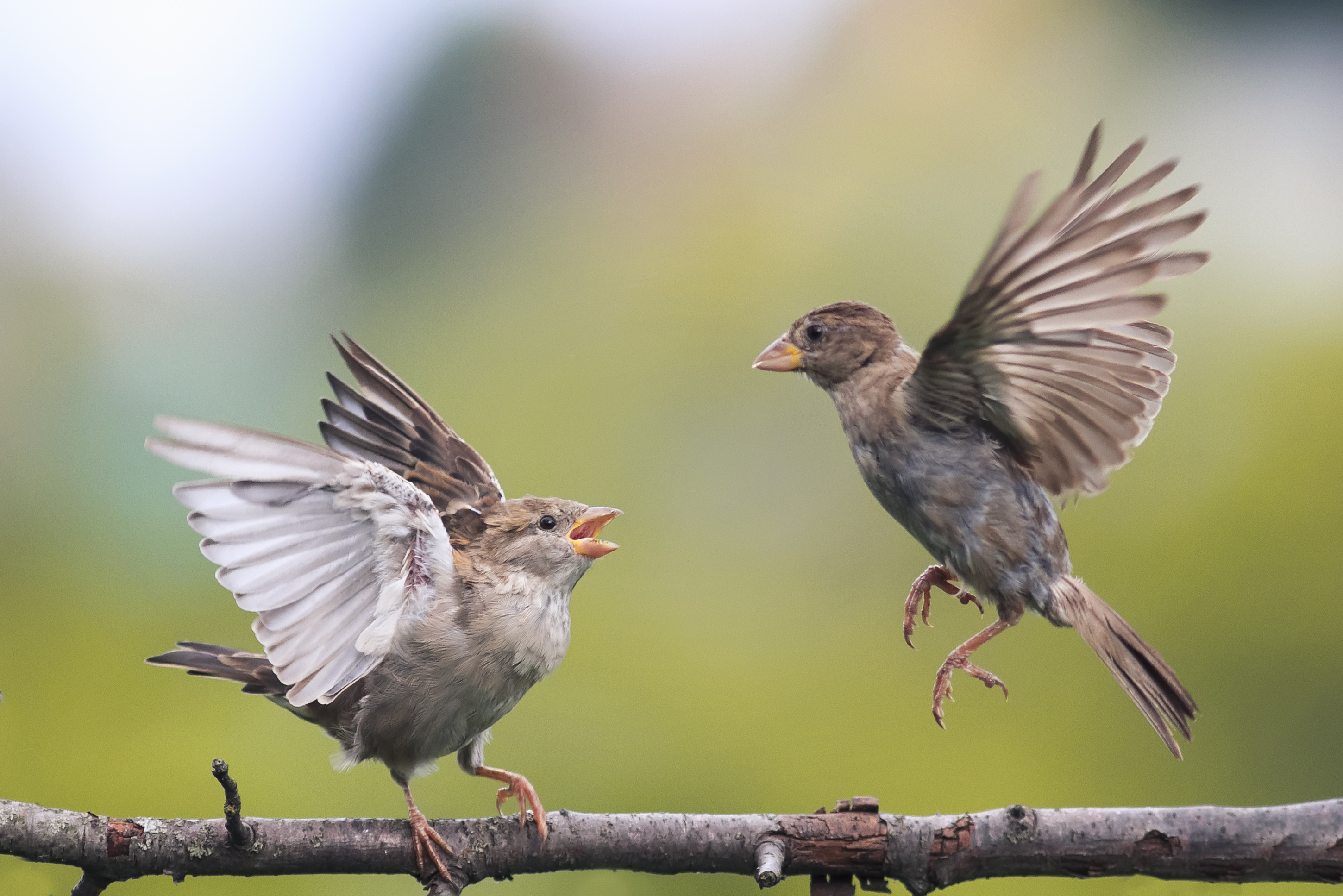 How To Differentiate Between A Male Female Sparrow