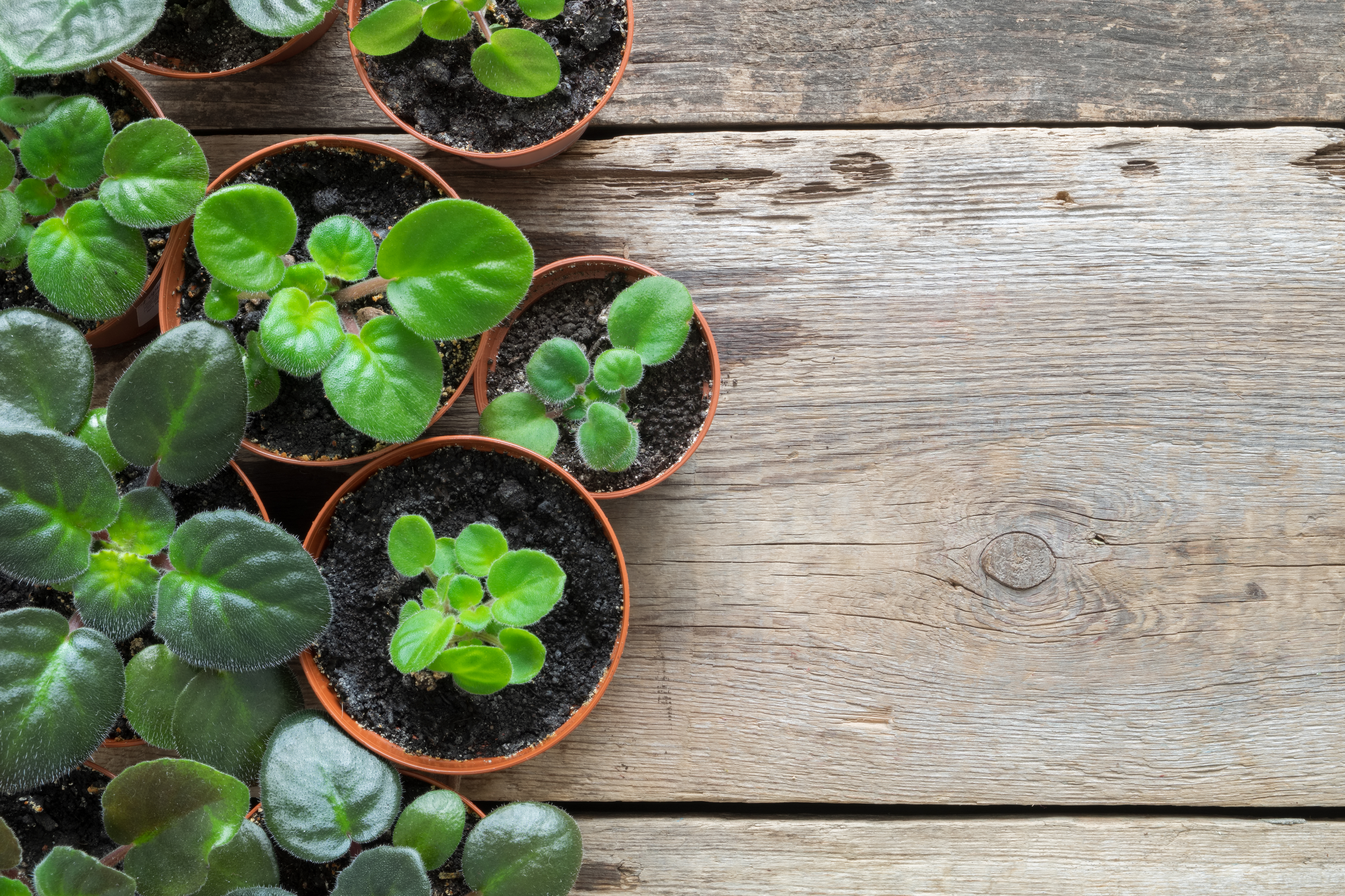 Flowers For Small Pots